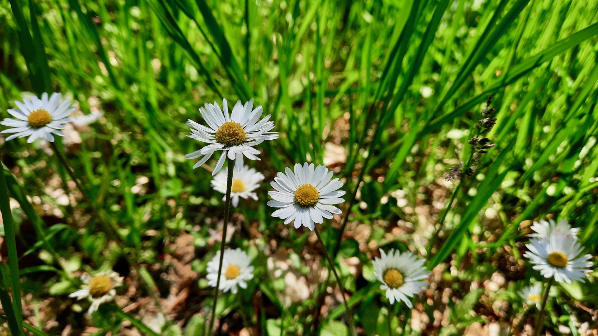 2023-05-27 Weidenberg Forest Exploration 145939