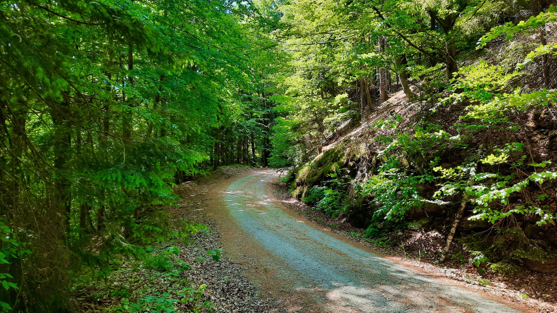 2023-05-27 Weidenberg Forest Exploration 141736