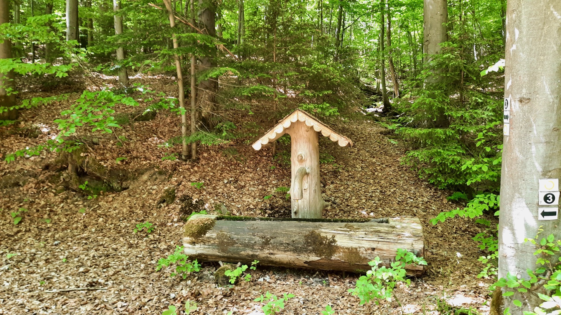 2023-05-27 Weidenberg Forest Exploration 130844