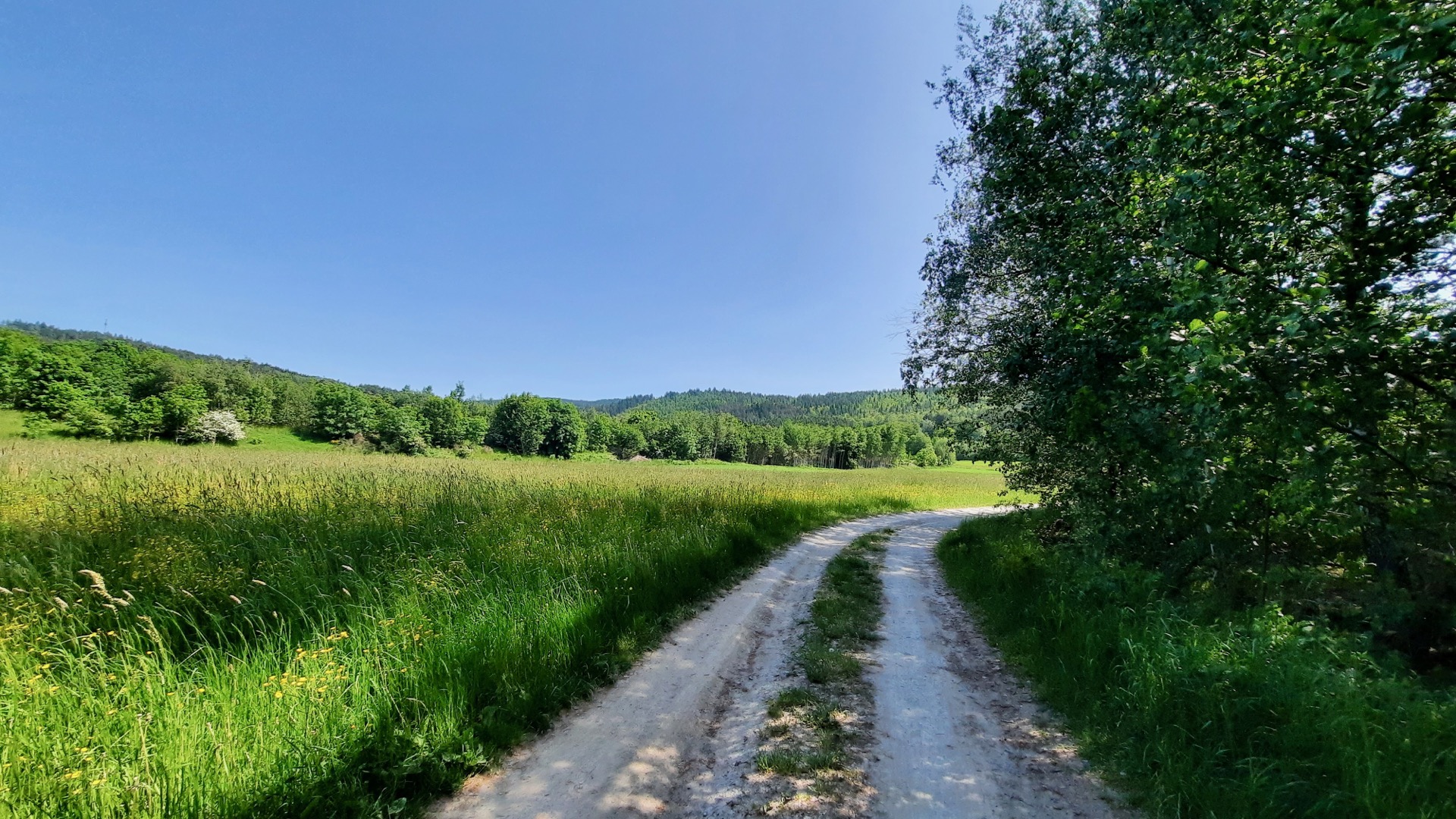 2023-05-27 Weidenberg Forest Exploration 113325
