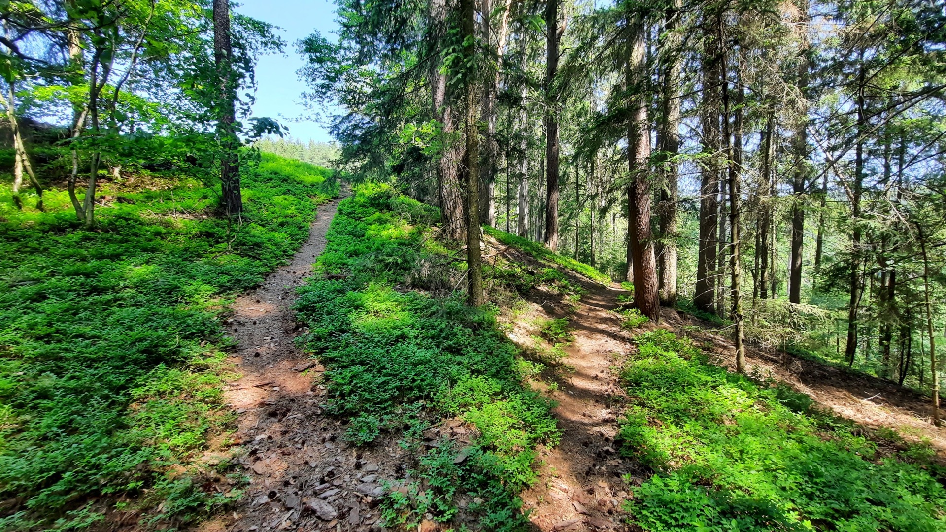 2023-05-27 Weidenberg Forest Exploration 120519