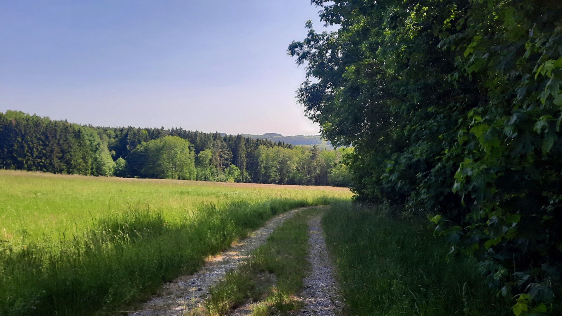 2023-05-27 Weidenberg Forest Exploration 155310
