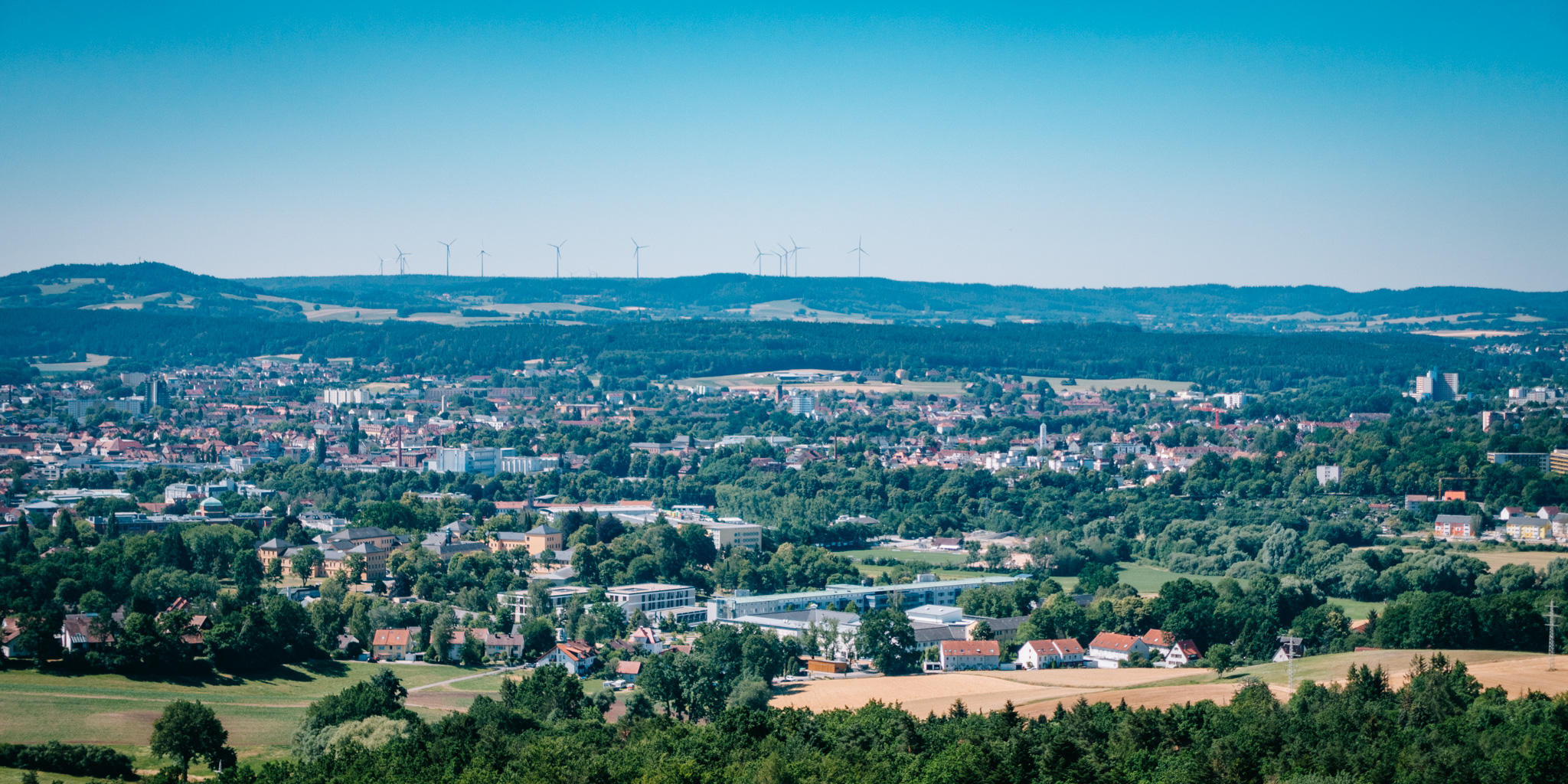 2019-06-30 Blueberry forest-0012