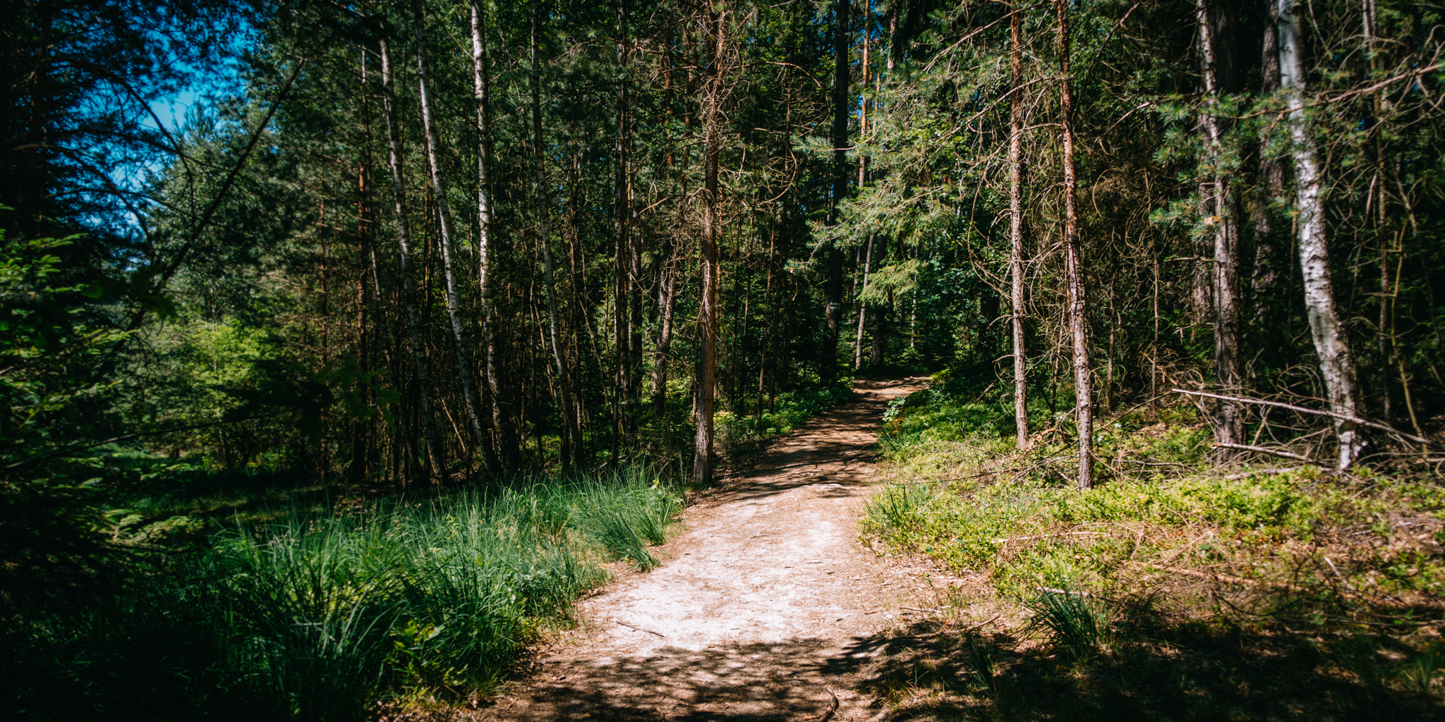 2019-06-30 Blueberry forest-0020