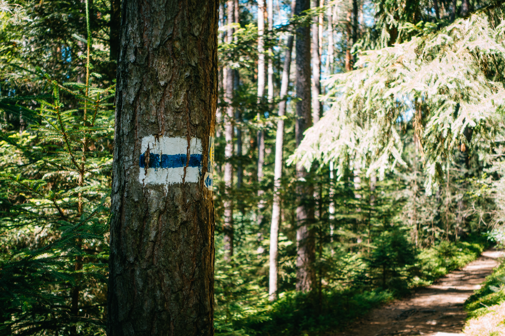 2019-06-30 Blueberry forest-0022