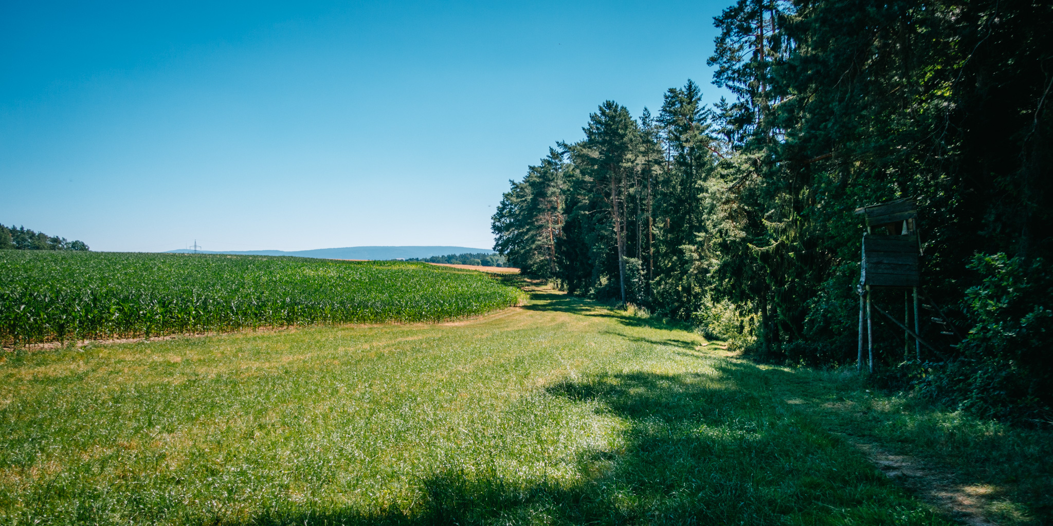 2019-06-30 Blueberry forest-0026