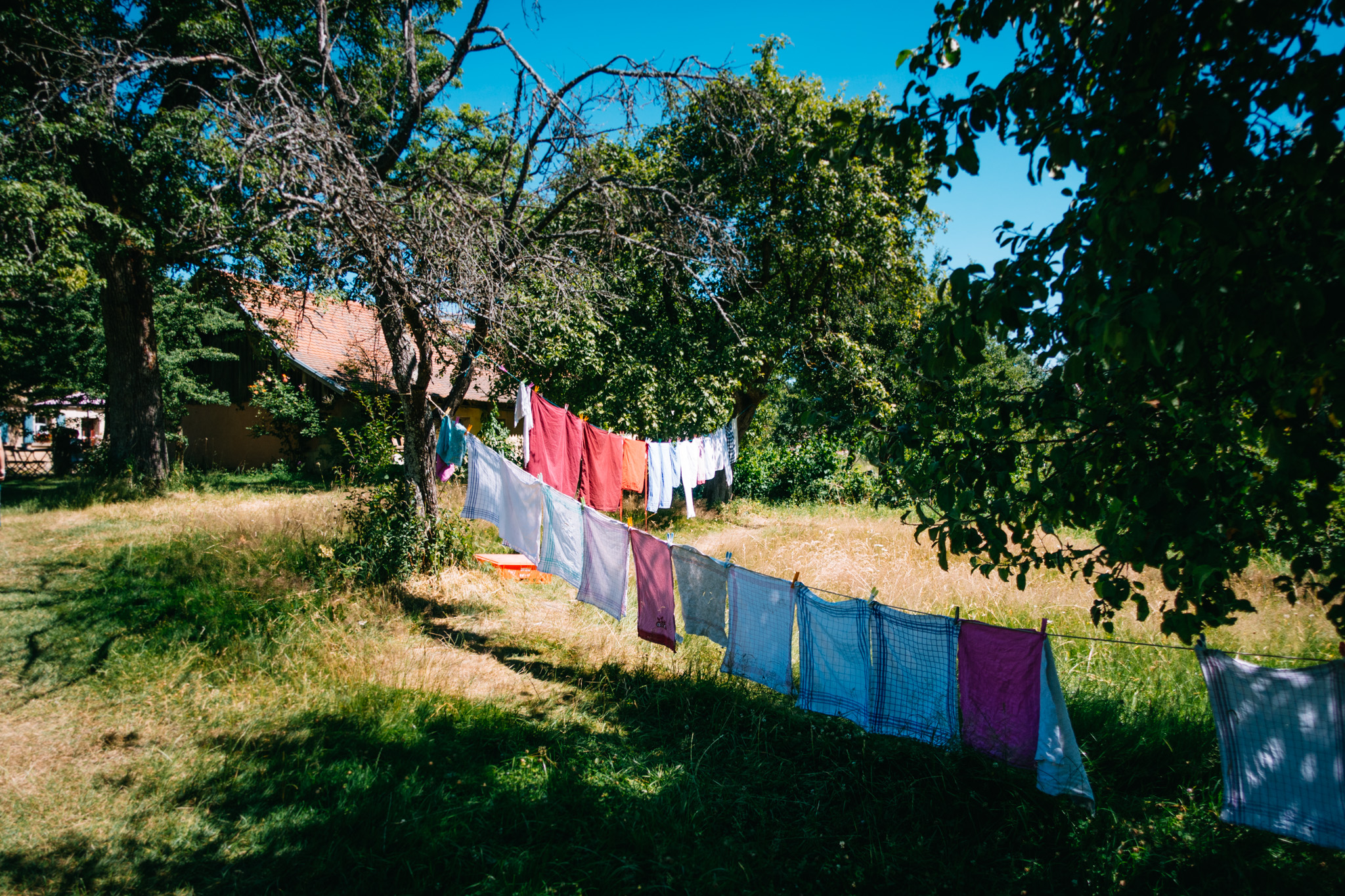 2019-06-30 Blueberry forest-0033