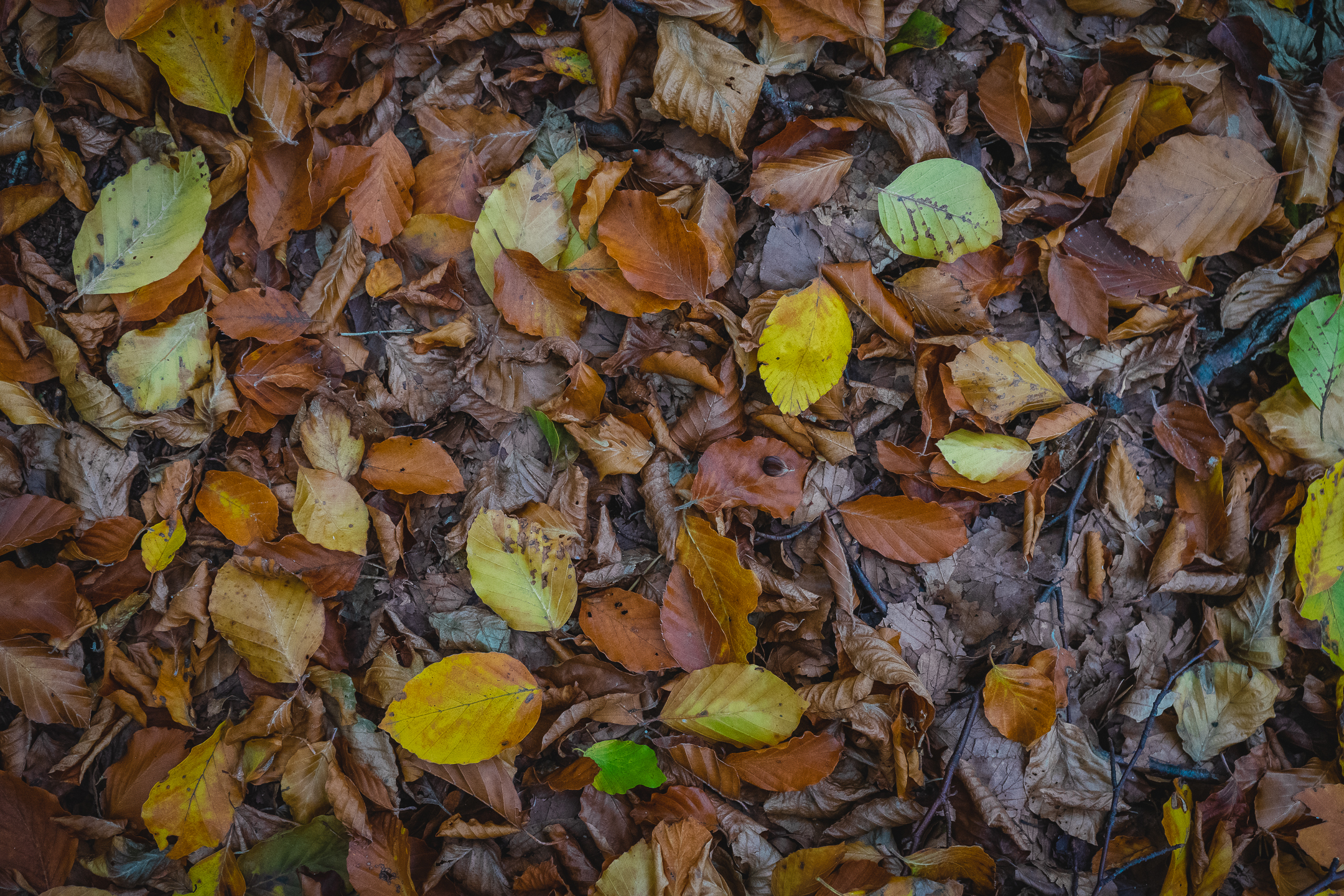 2025-10-19 Kleiner Kulm Autumn-03217
