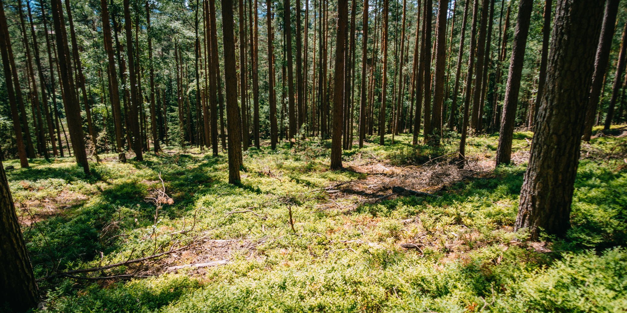 2019-06-30 Blueberry forest-0040