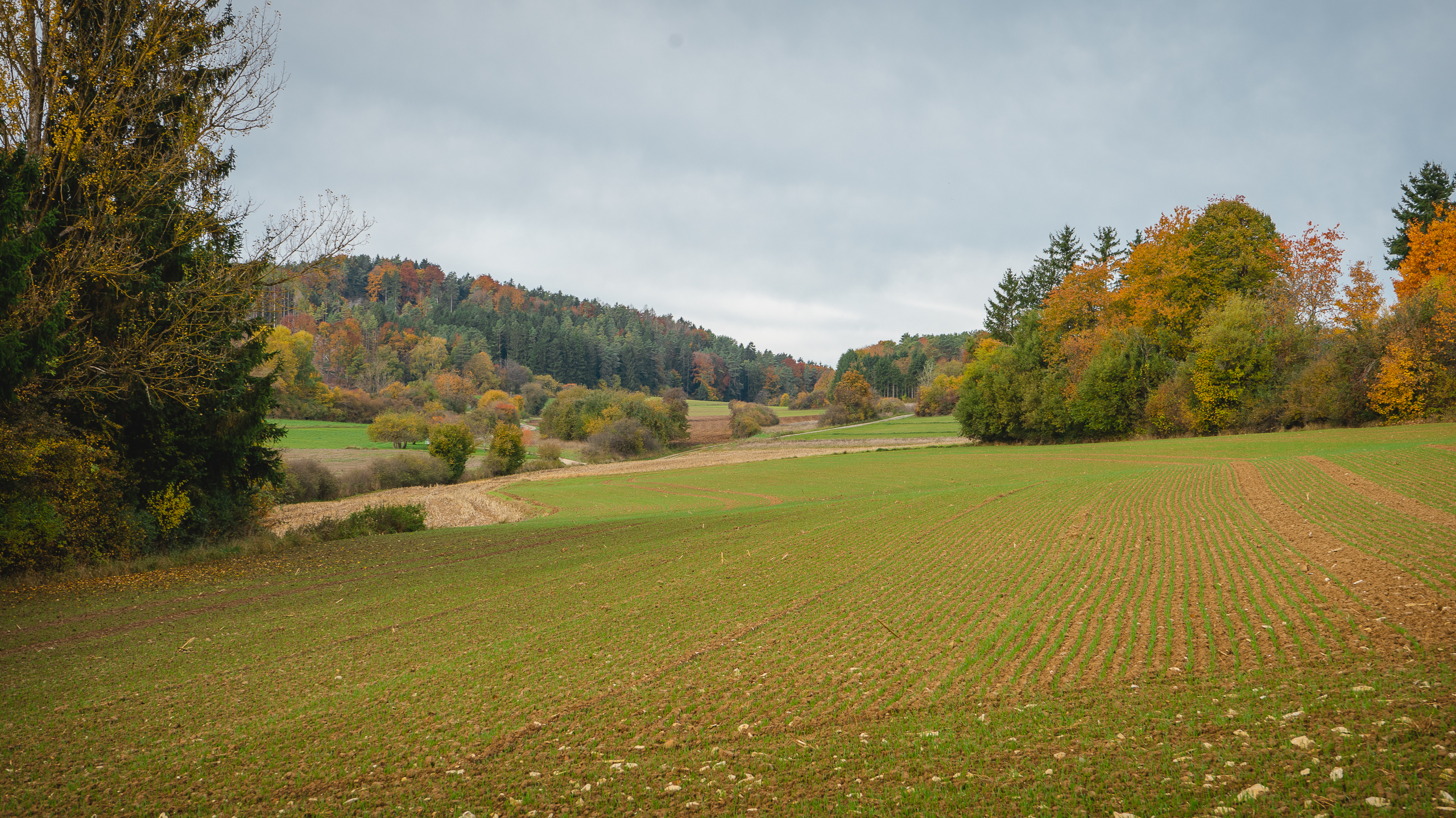 2025-10-19 Kleiner Kulm Autumn-03124