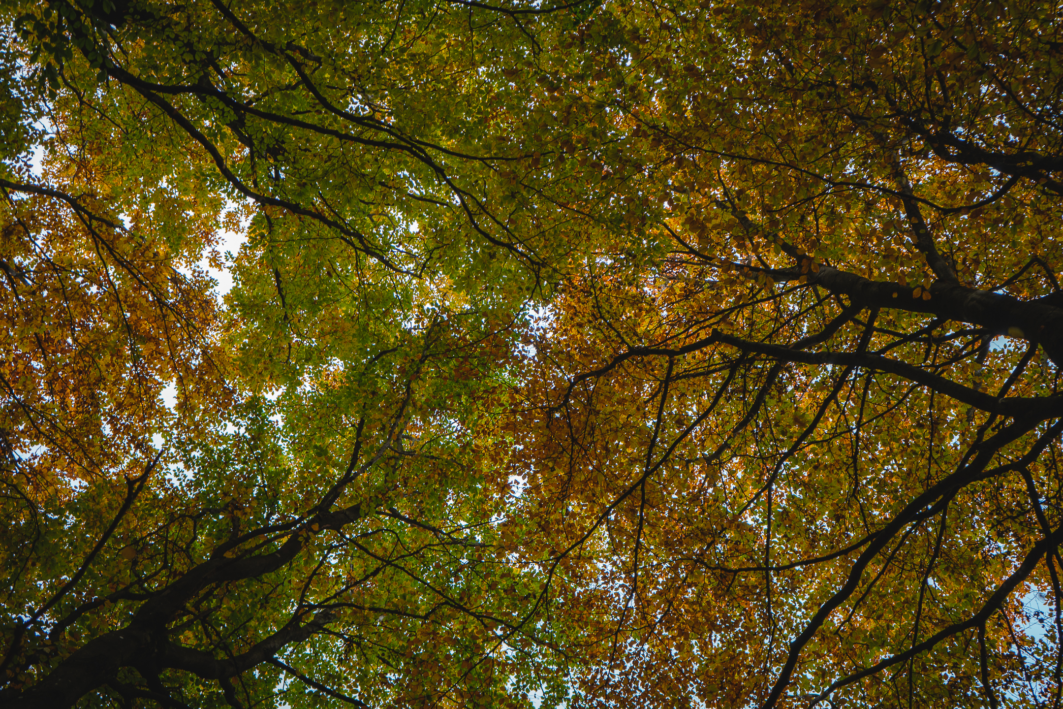 2025-10-19 Kleiner Kulm Autumn-03220