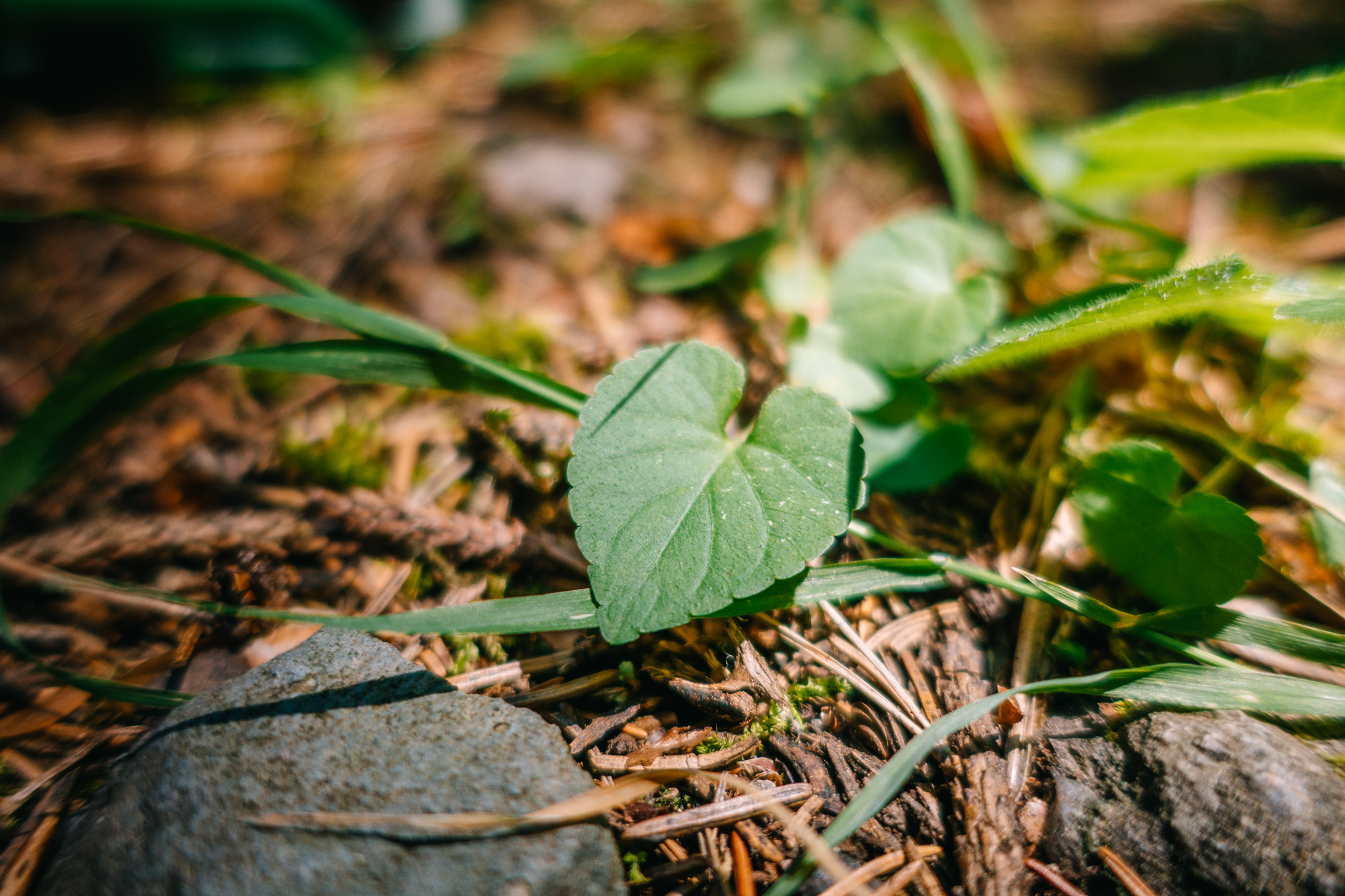 2019-06-30 Blueberry forest-0096