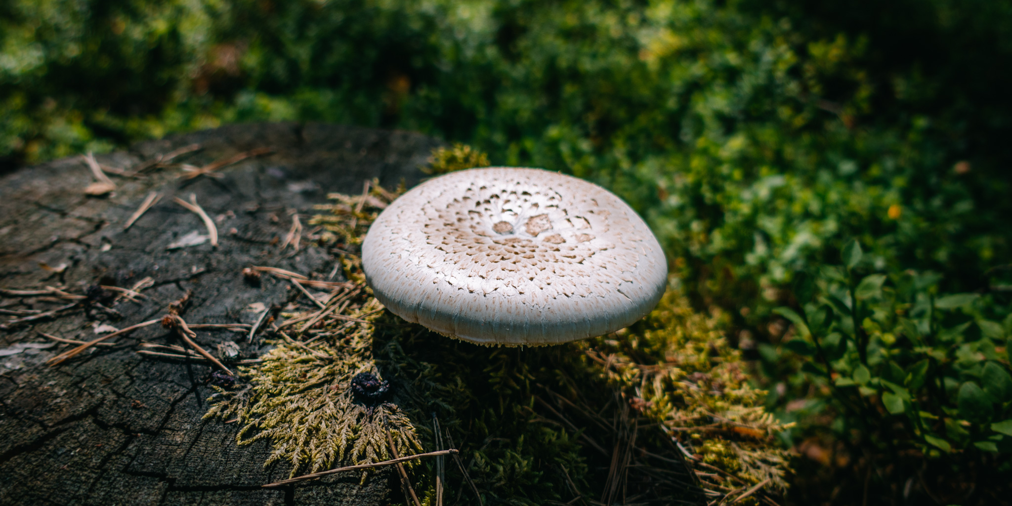 2019-06-30 Blueberry forest-0116