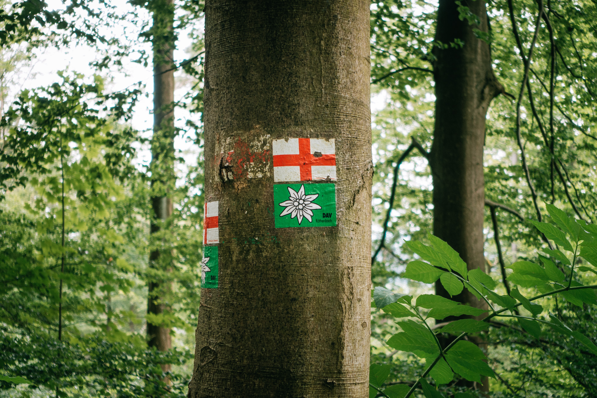 2019-07-27 Hersbruck two top basin-0011