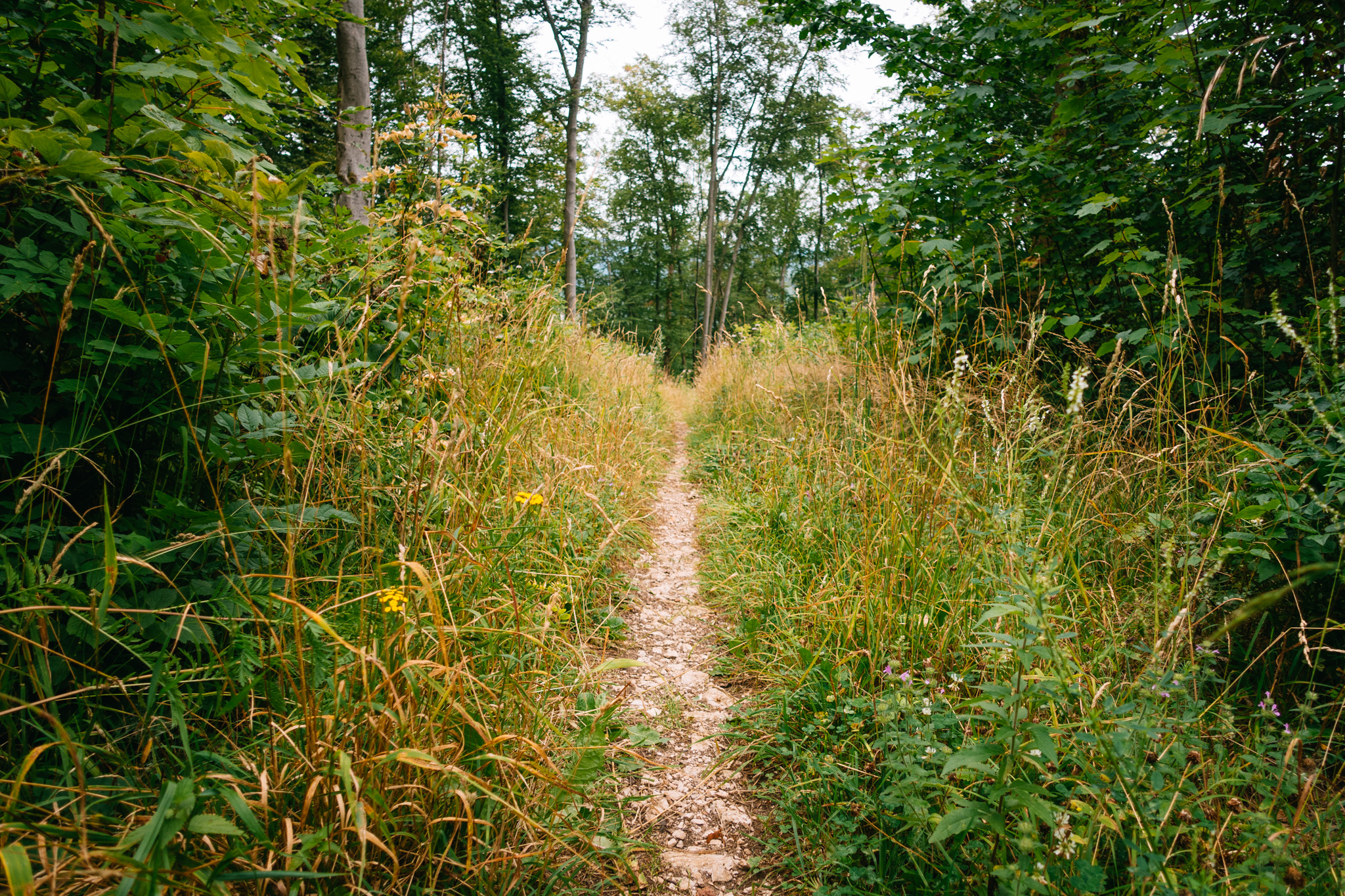 2019-07-27 Hersbruck two top basin-0072
