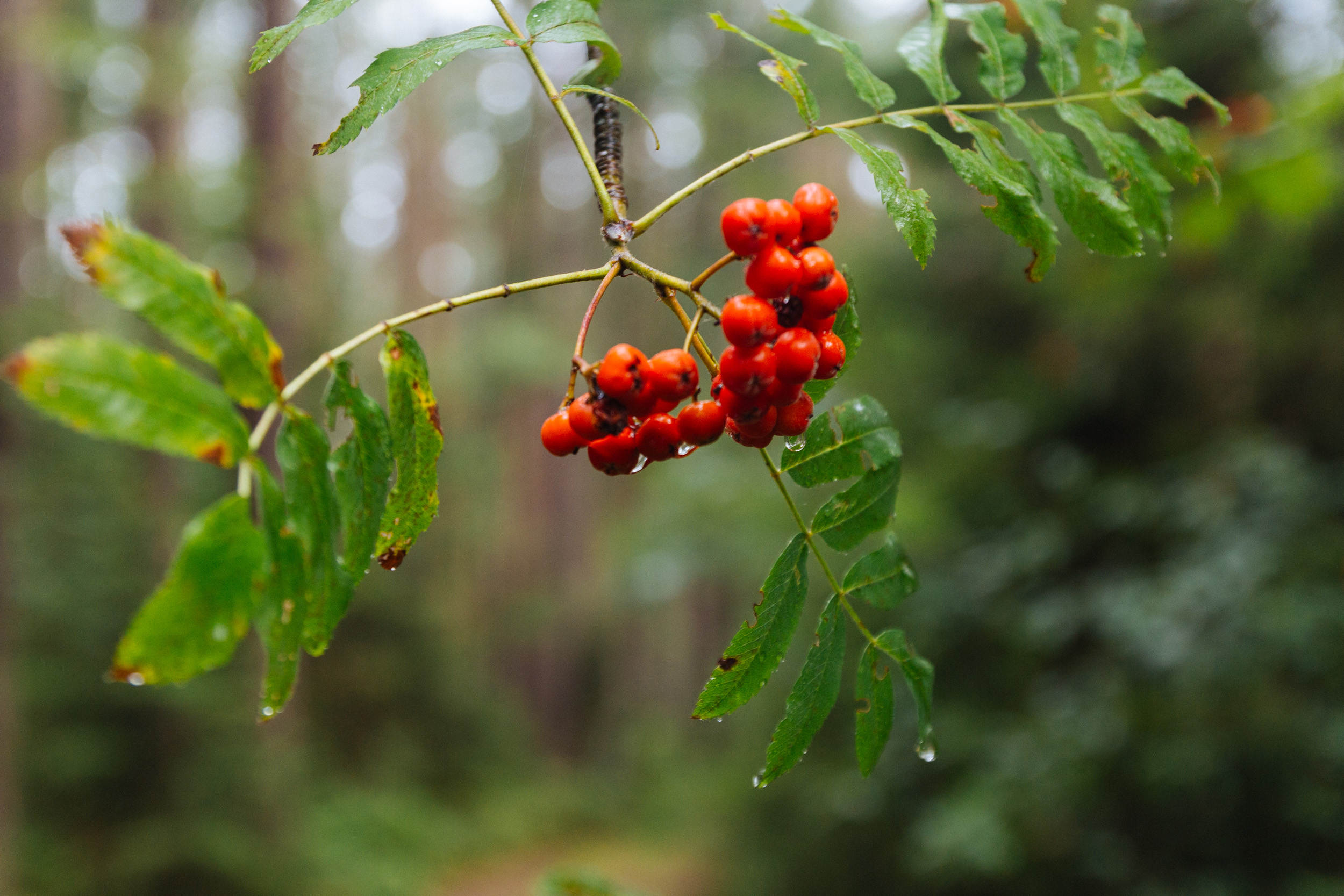 2018-07-22 Heinersreuther Forest 8760