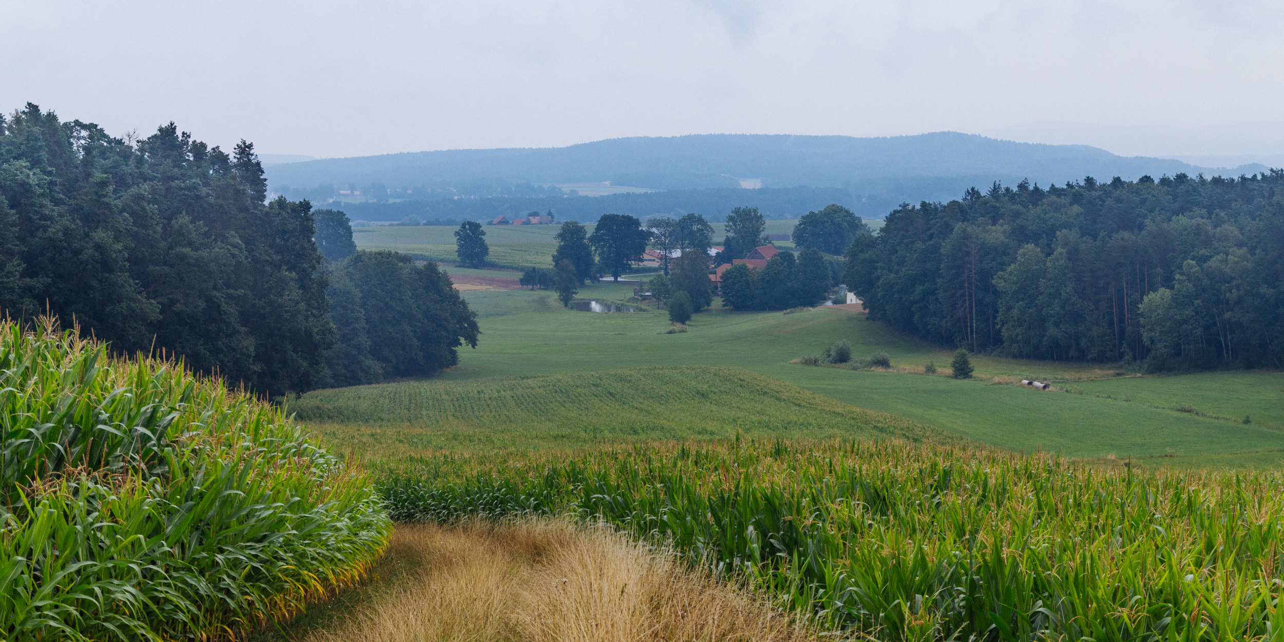 2018-07-22 Heinersreuther Forest 8772
