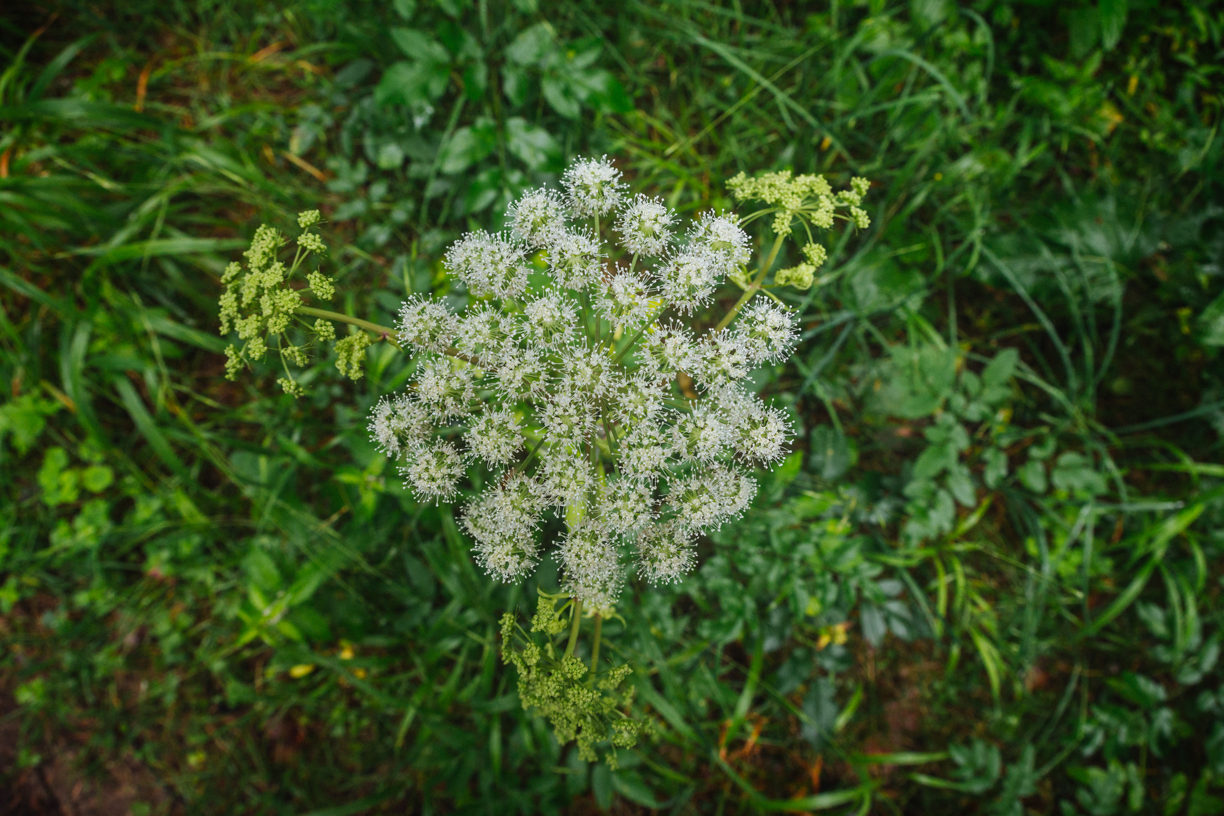2018-07-22 Heinersreuther Forest 8784