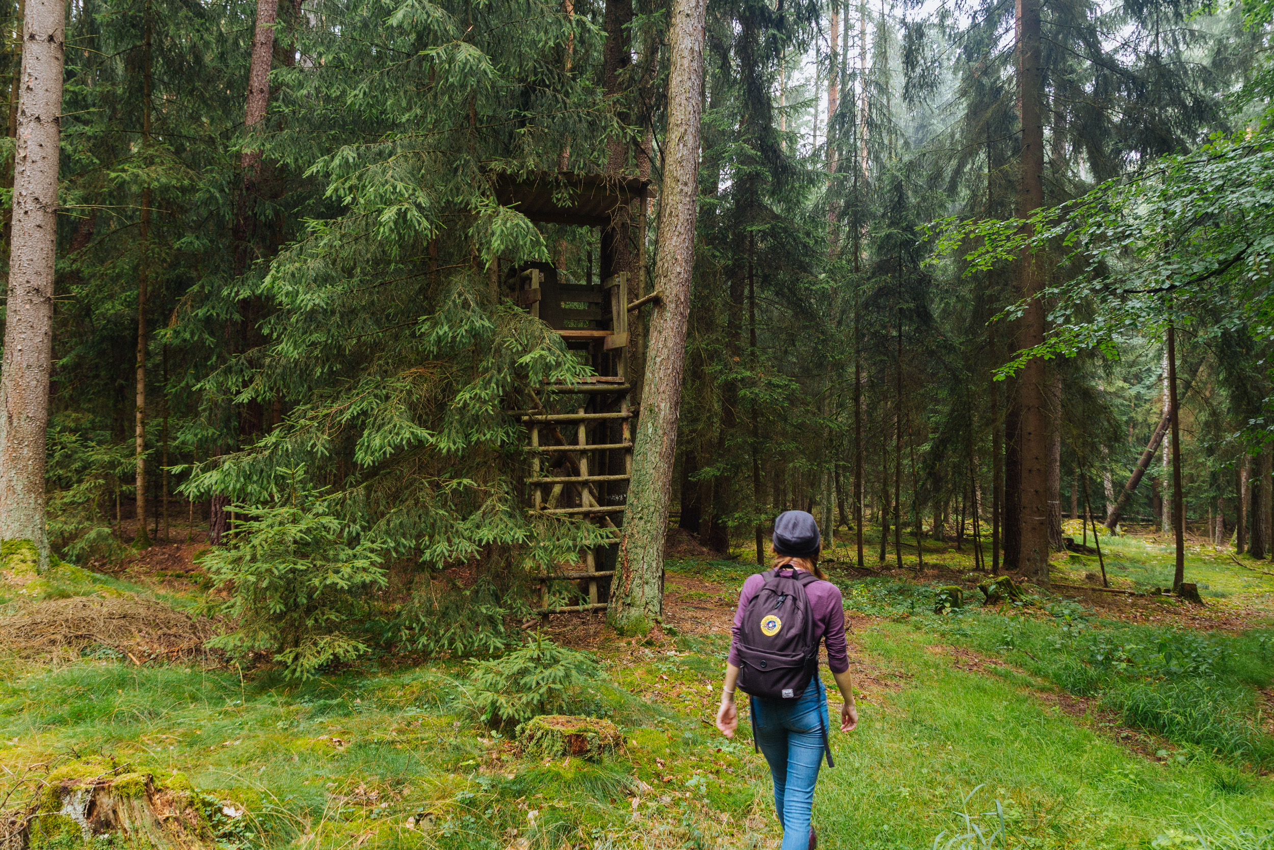 2018-07-22 Heinersreuther Forest 8785