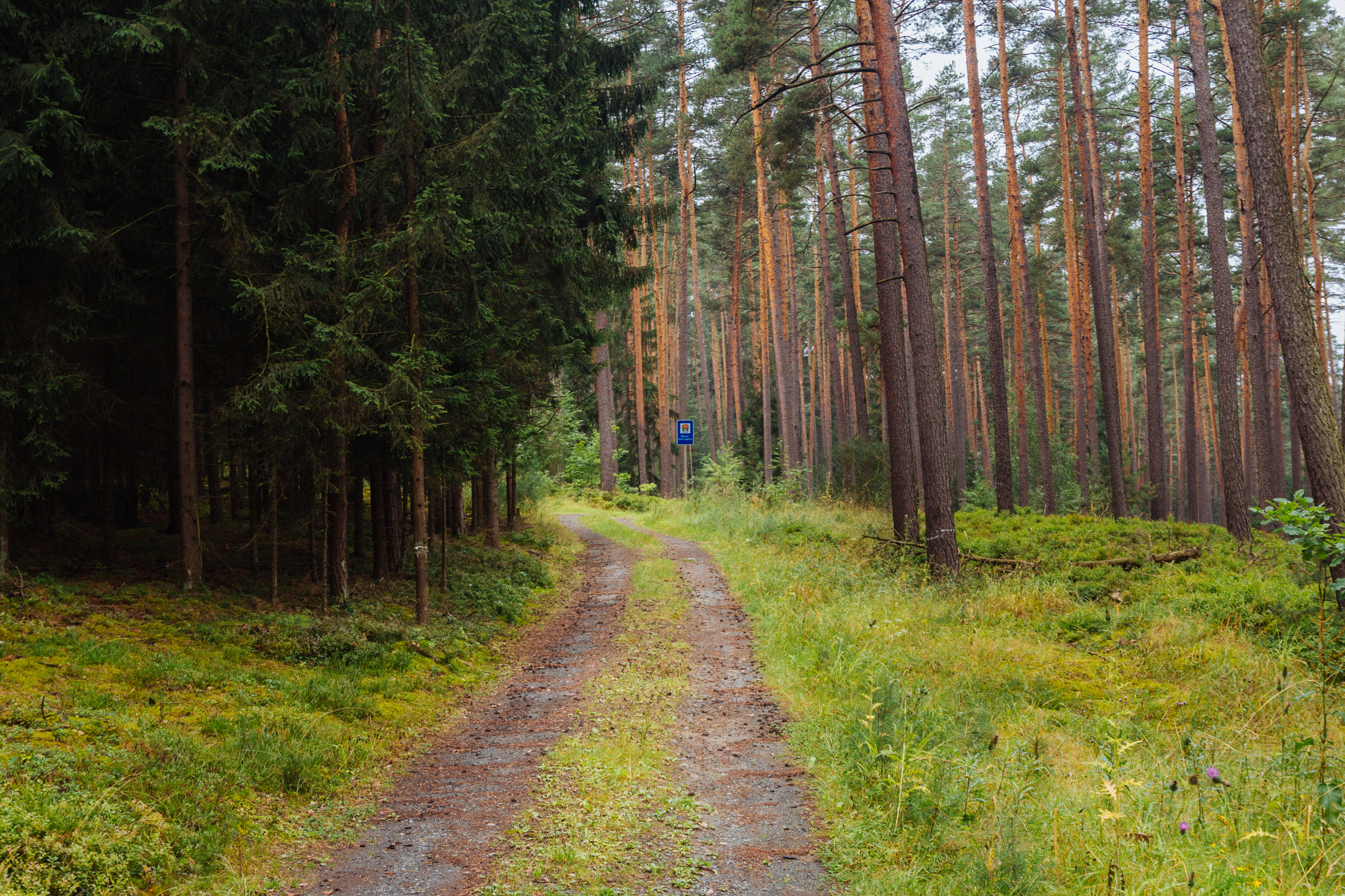 2018-07-22 Heinersreuther Forest 8789