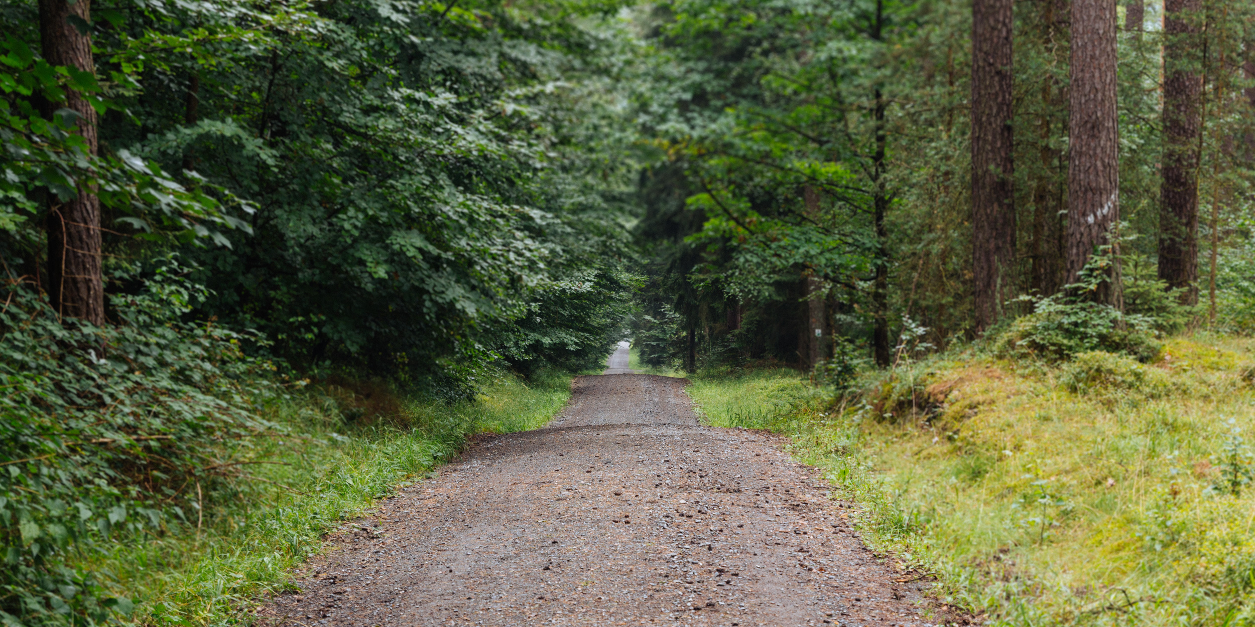 2018-07-22 Heinersreuther Forest 8793