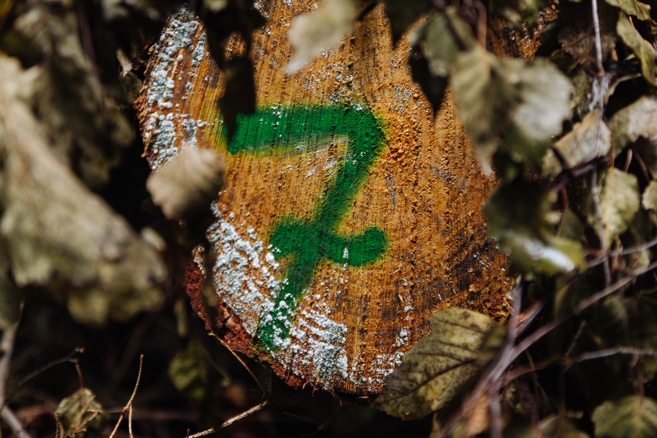2018-07-22 Heinersreuther Forest 8809