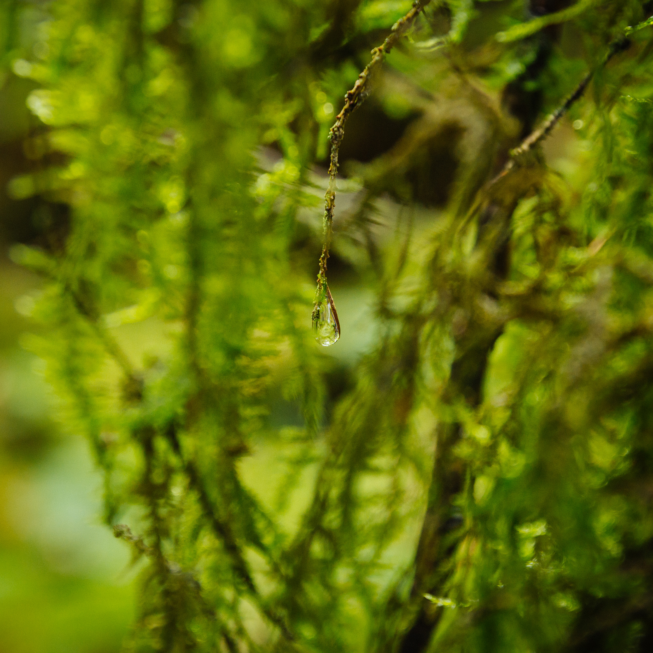 2018-07-22 Heinersreuther Forest 8826