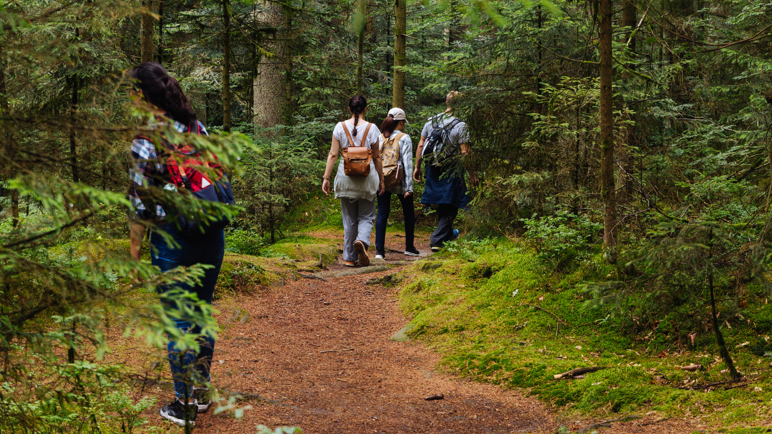 2018-07-22 Heinersreuther Forest 8827