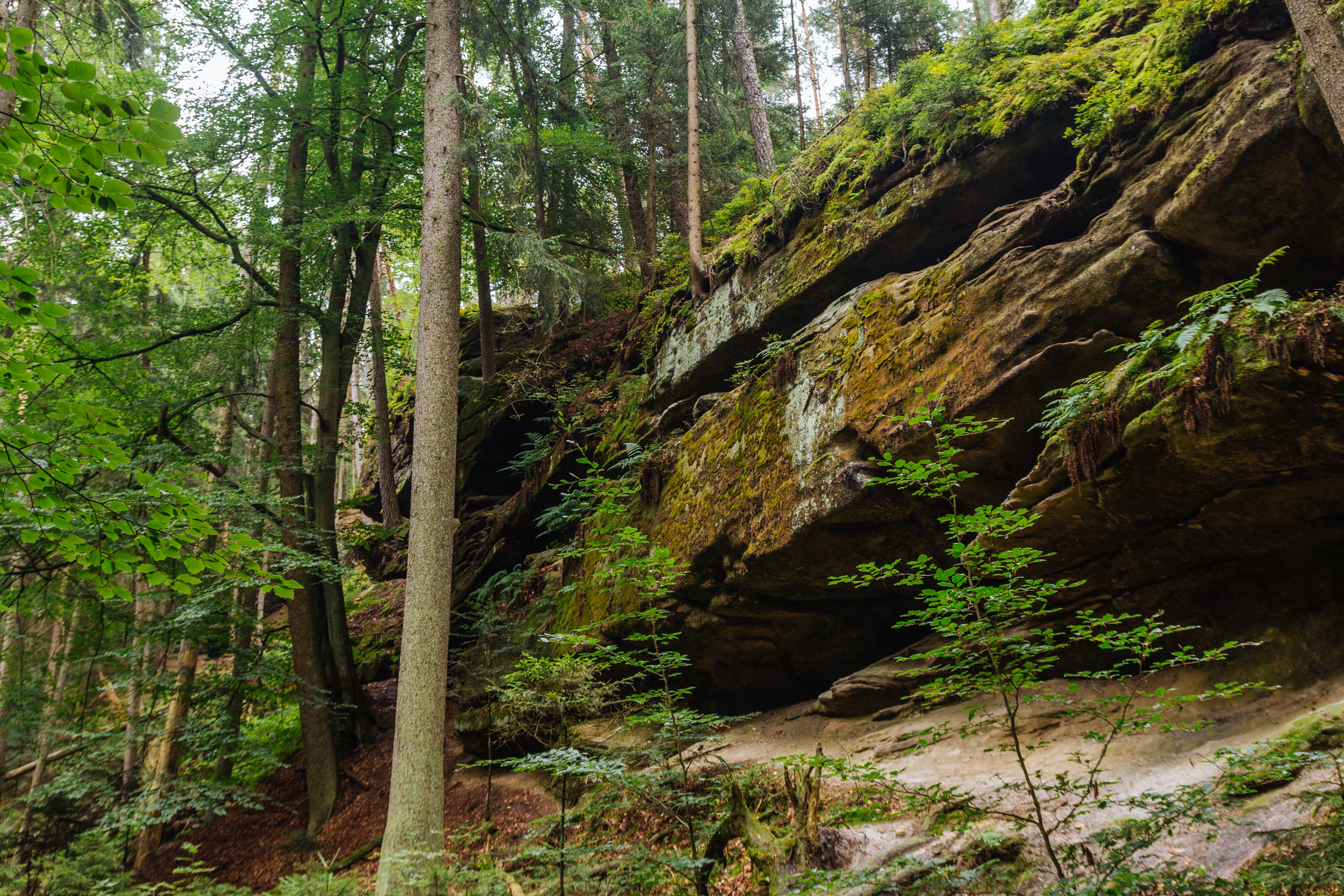 2018-07-22 Heinersreuther Forest 8828