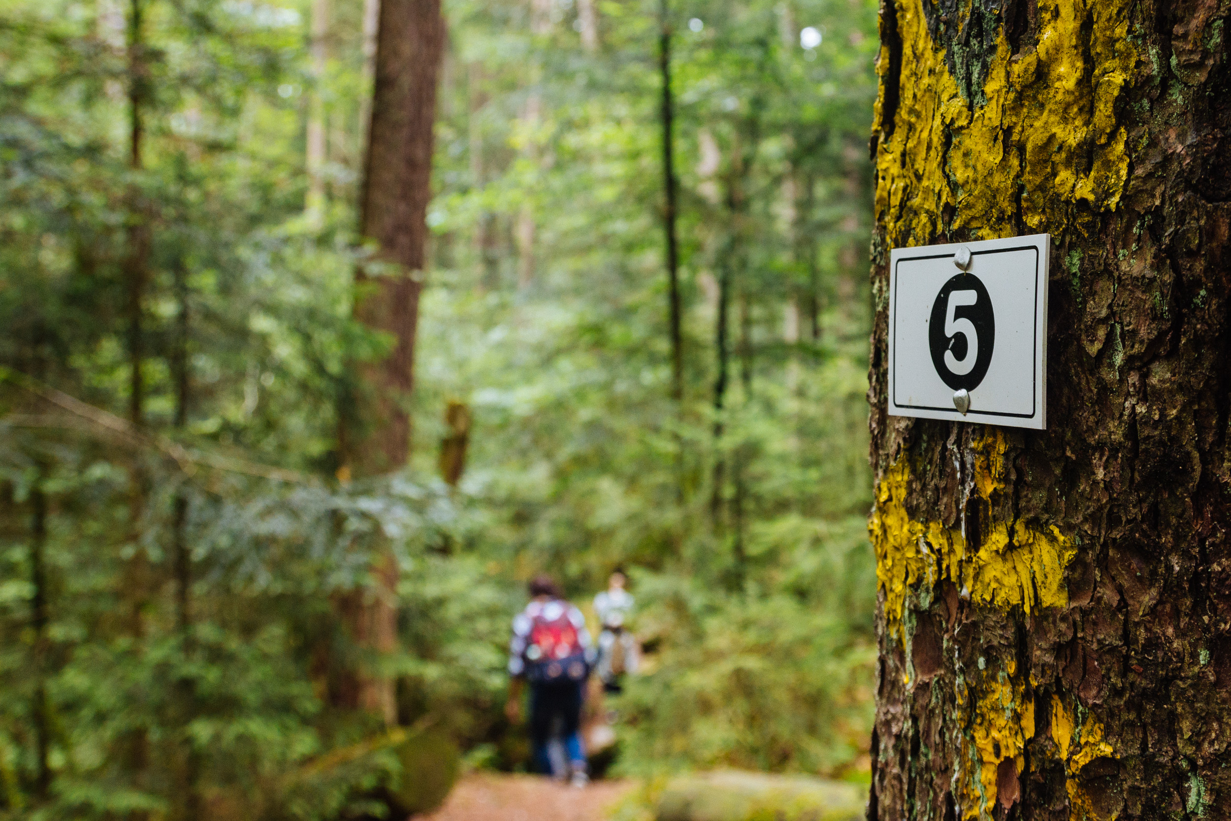 2018-07-22 Heinersreuther Forest 8830