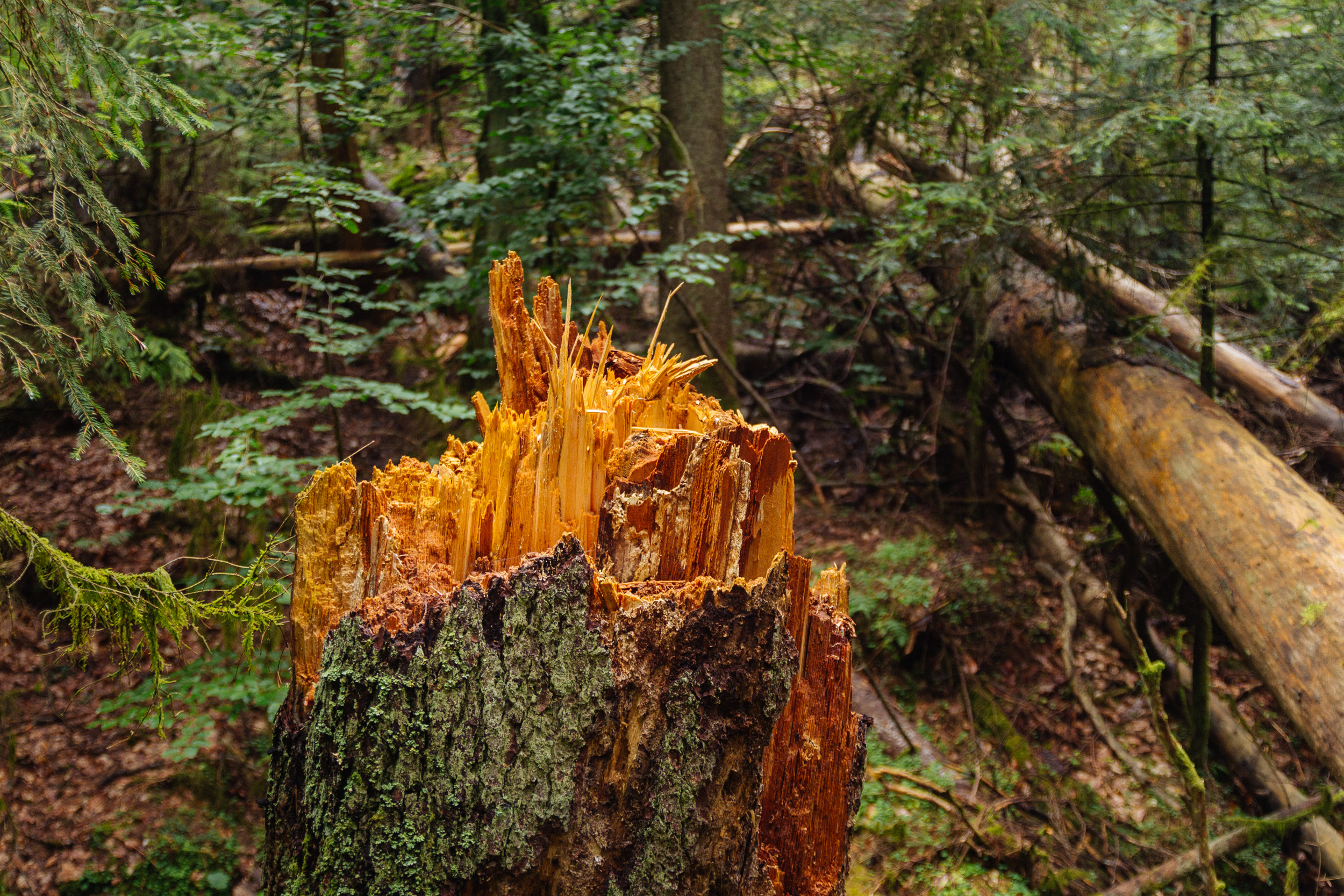 2018-07-22 Heinersreuther Forest 8832