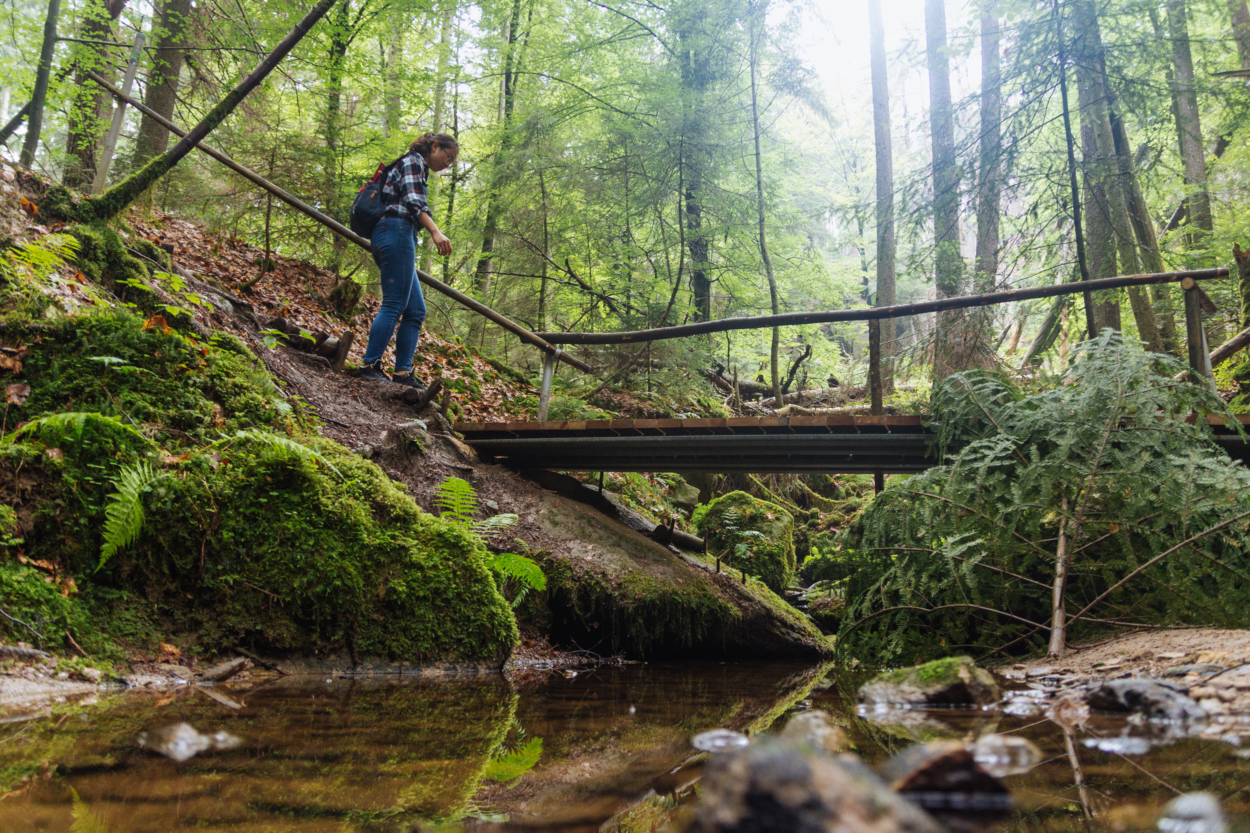 2018-07-22 Heinersreuther Forest 8835