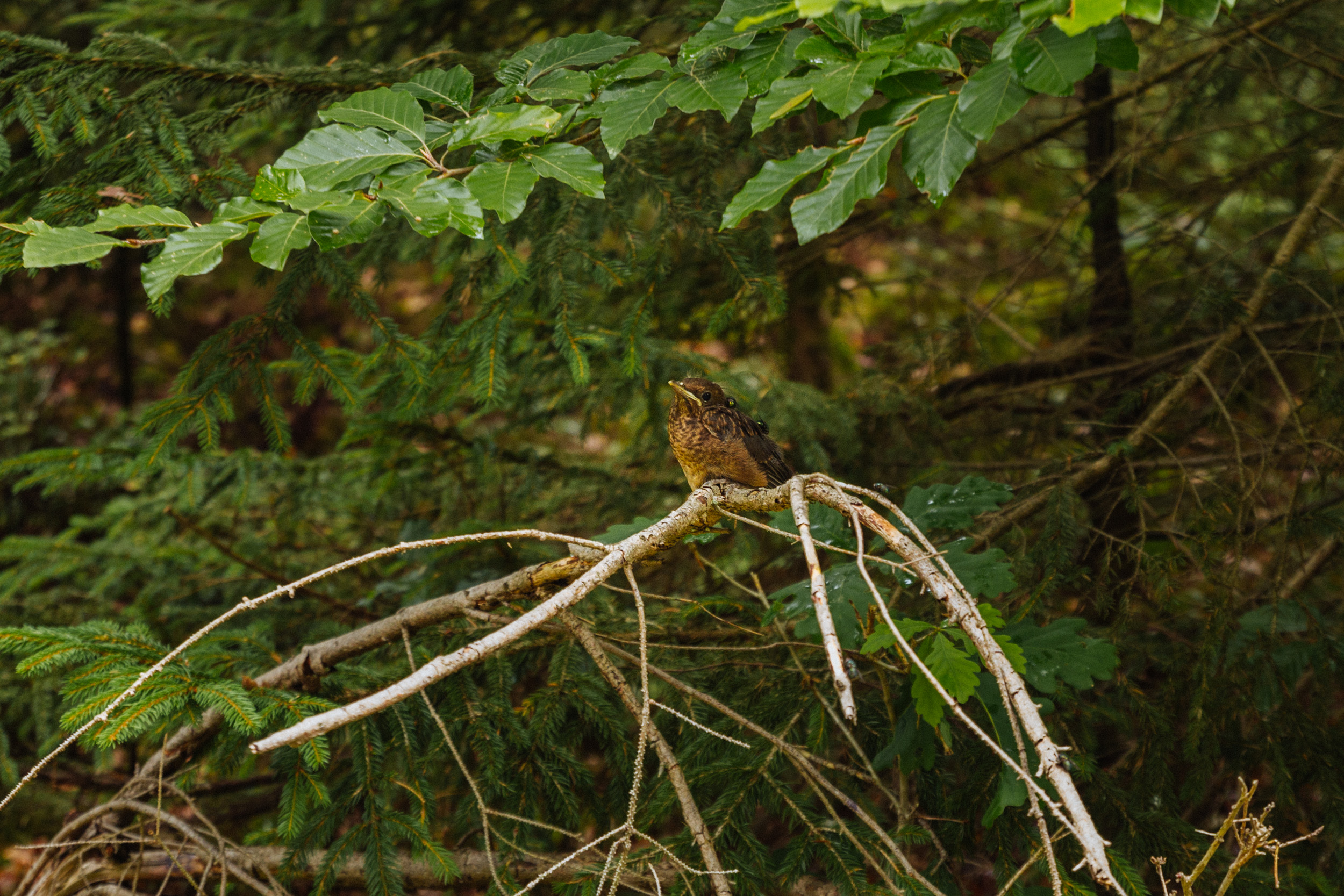 2018-07-22 Heinersreuther Forest 8842