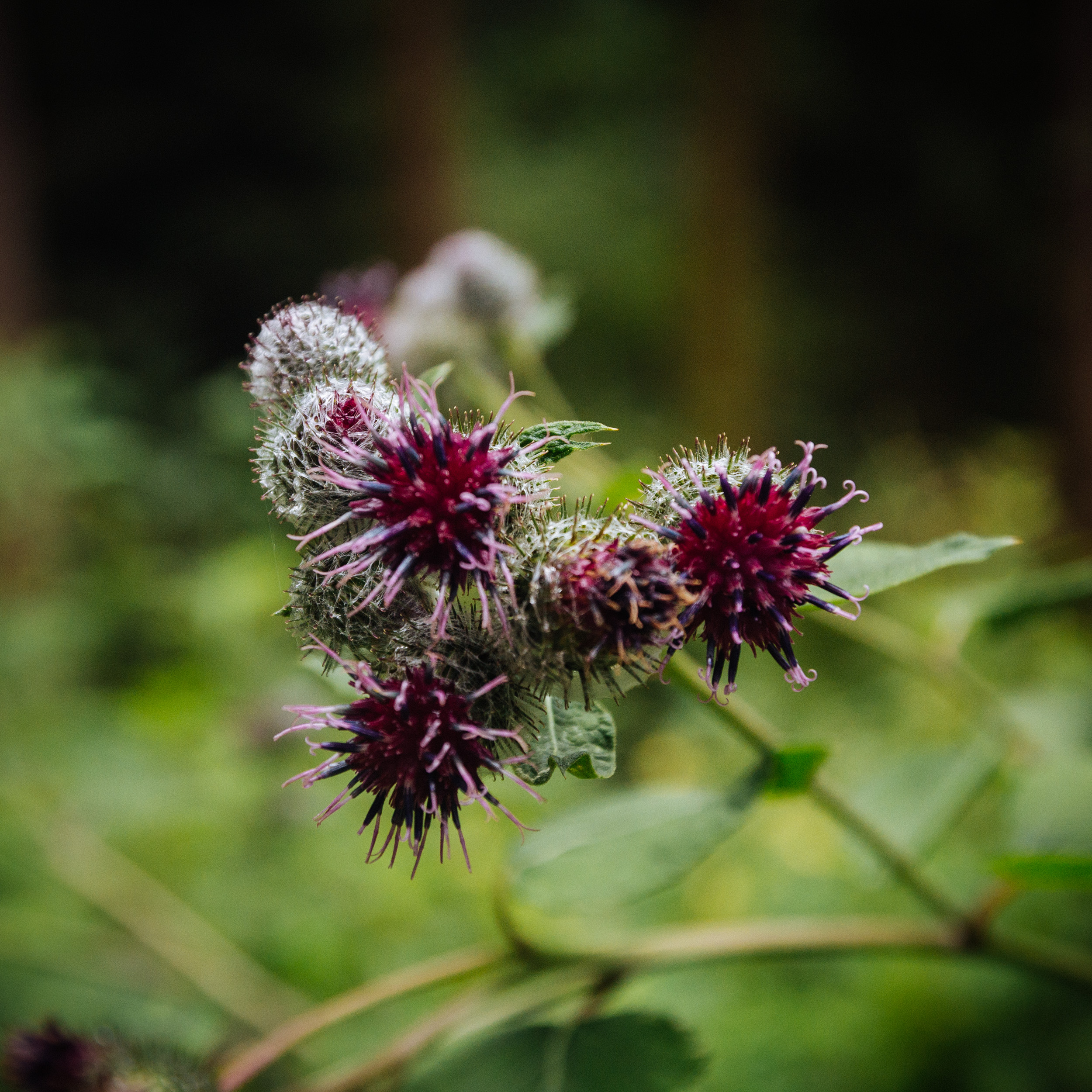 2018-07-22 Heinersreuther Forest 8843