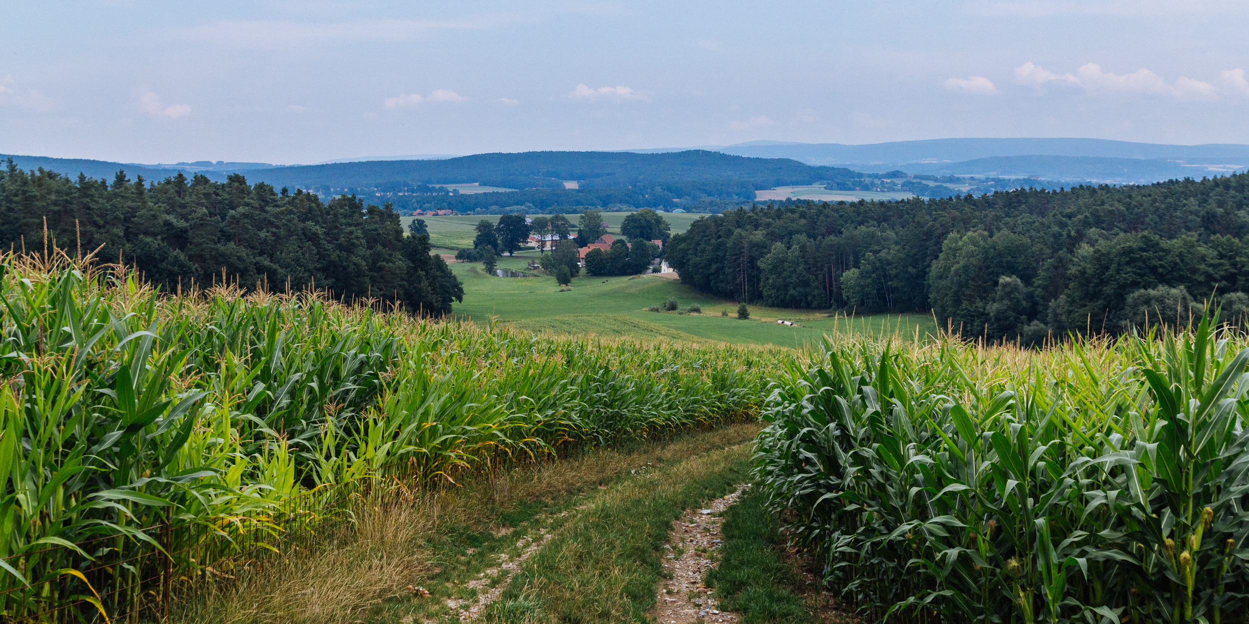 Heinersreuth forest