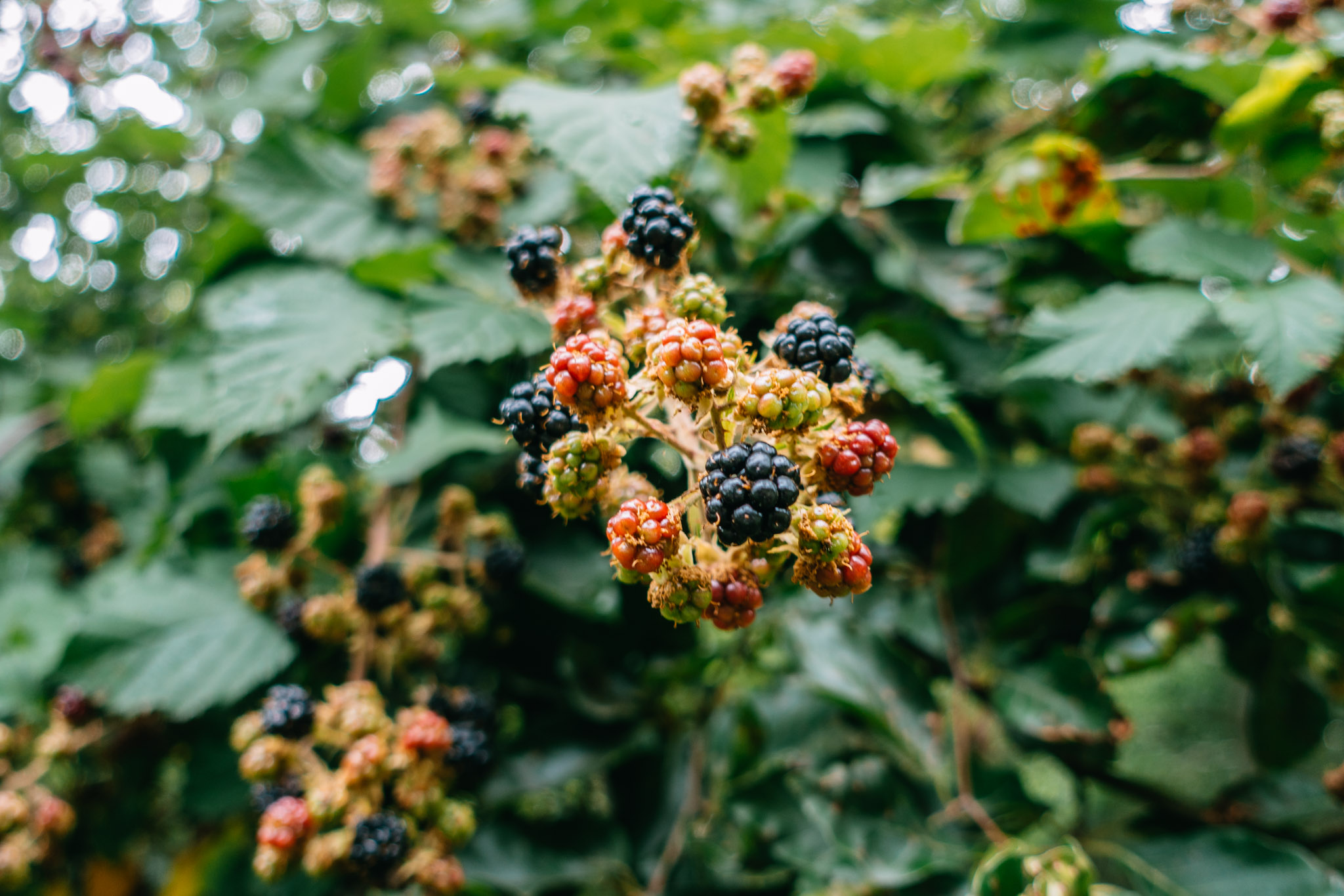 2019-08-10 Neuenmarkt blackberry-0045