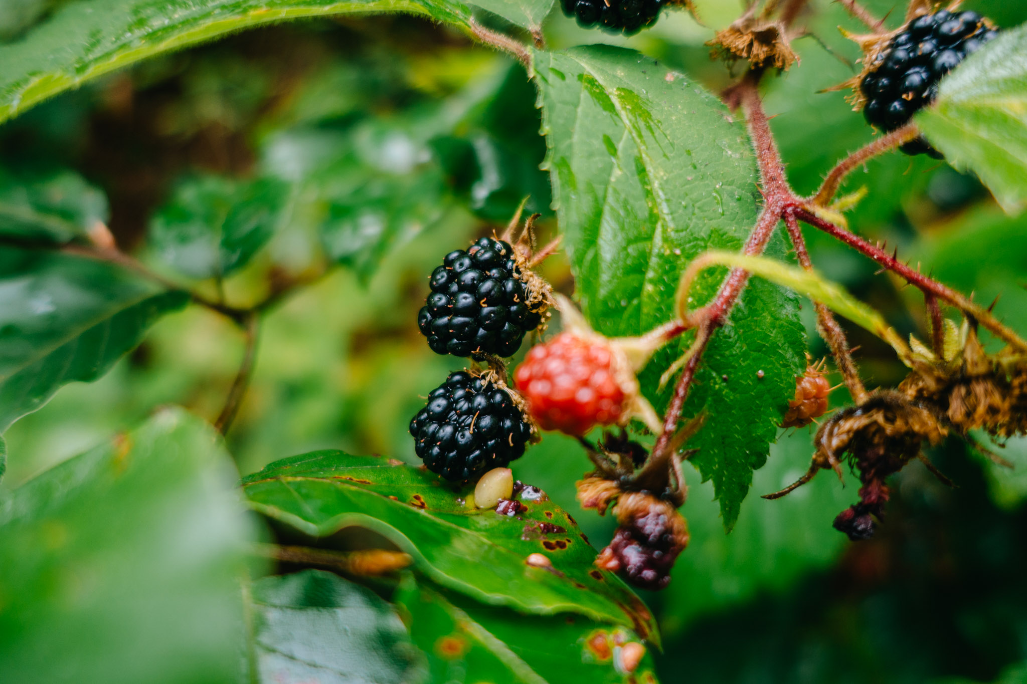 2019-08-10 Neuenmarkt blackberry-0050