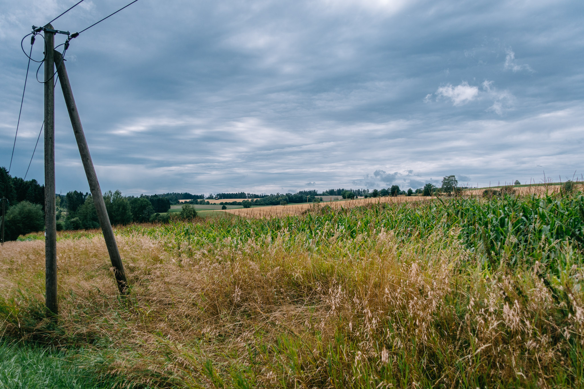 2019-08-10 Neuenmarkt blackberry-0093
