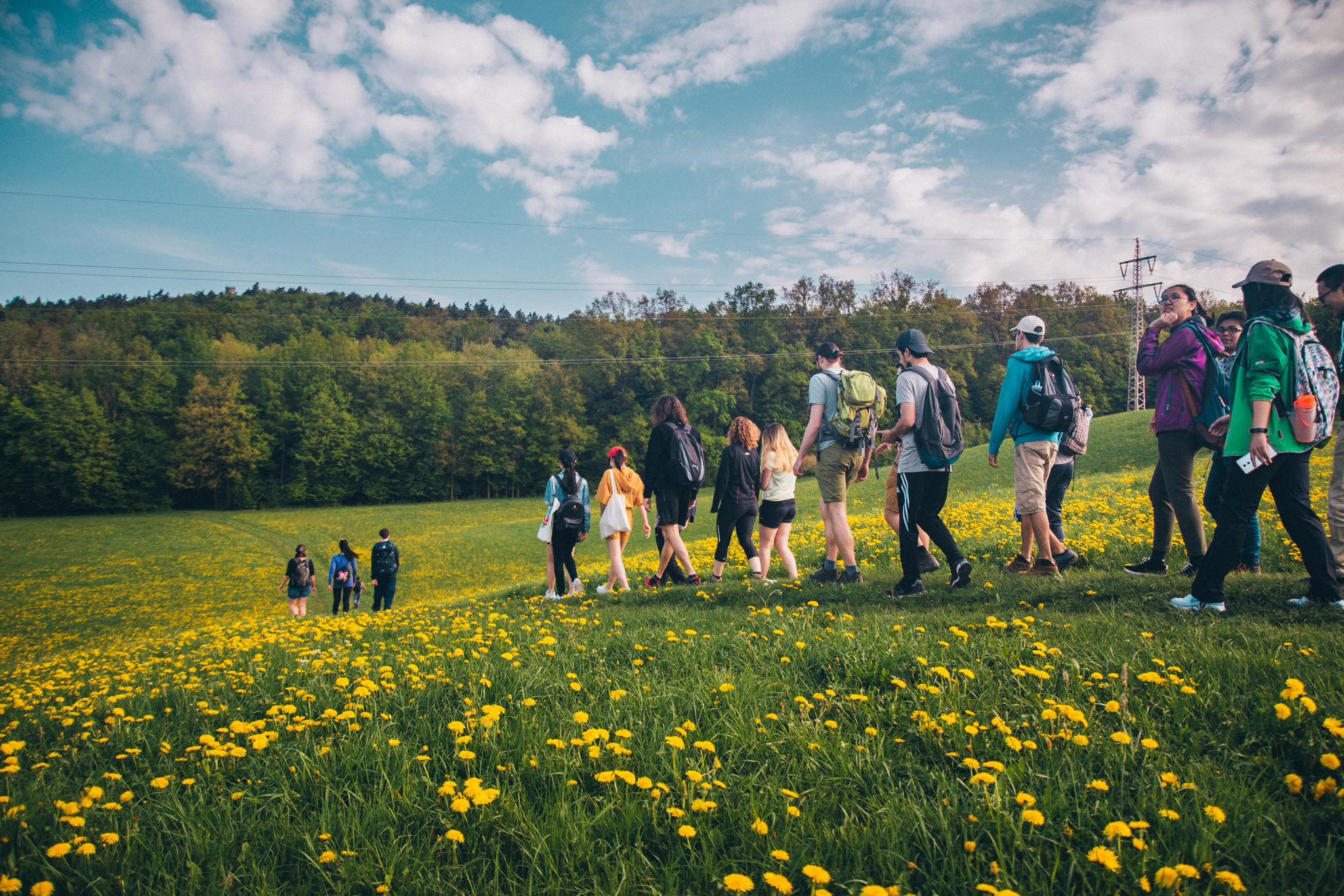 Blueberry forest hike