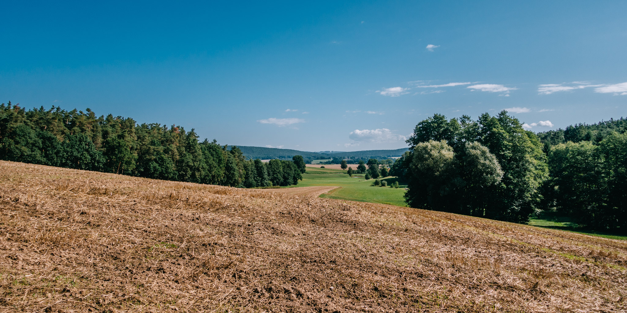 2019-08-10 Neuenmarkt blackberry-5