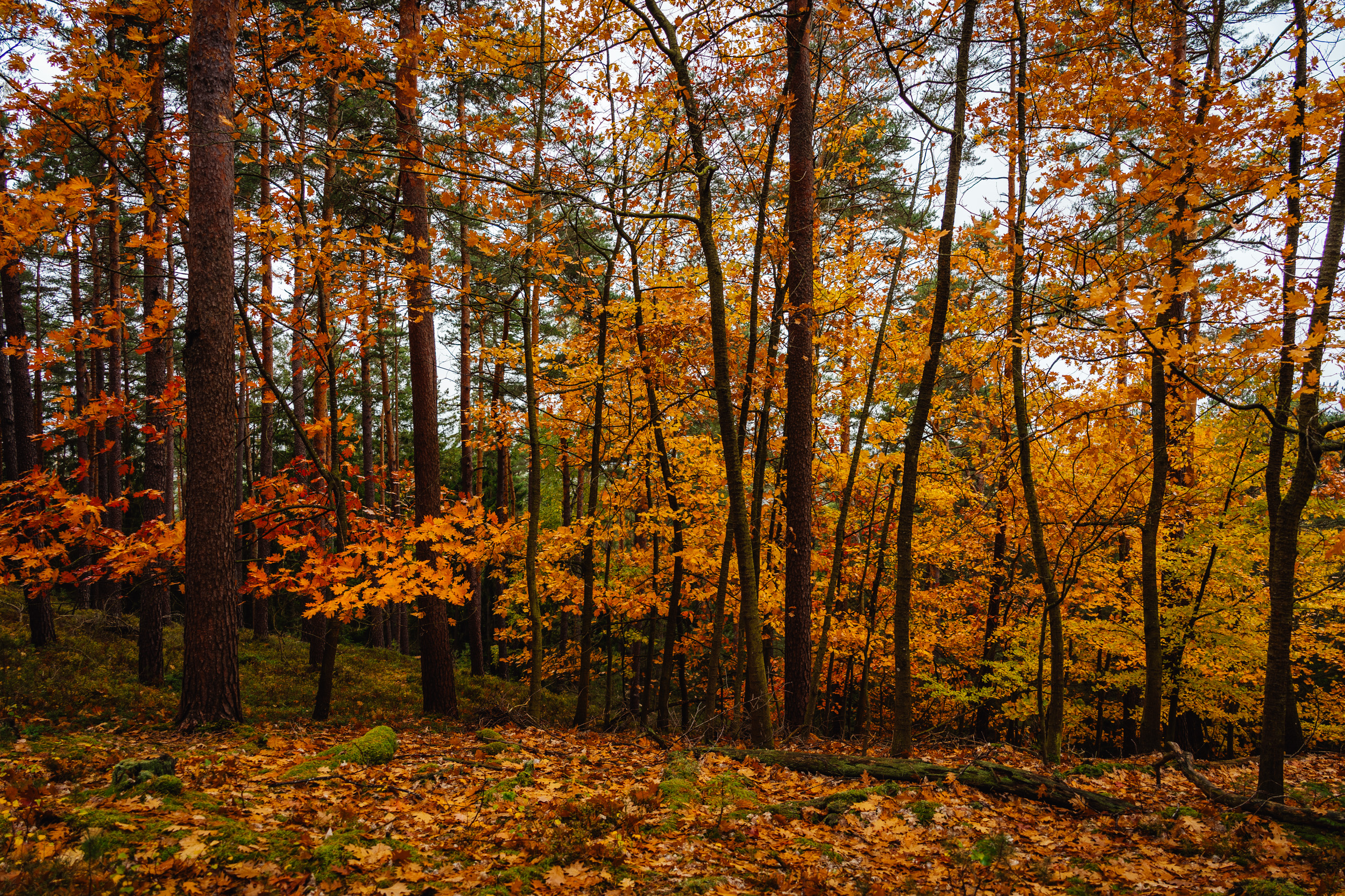 2026-10-24 Blueberry Forest 02728