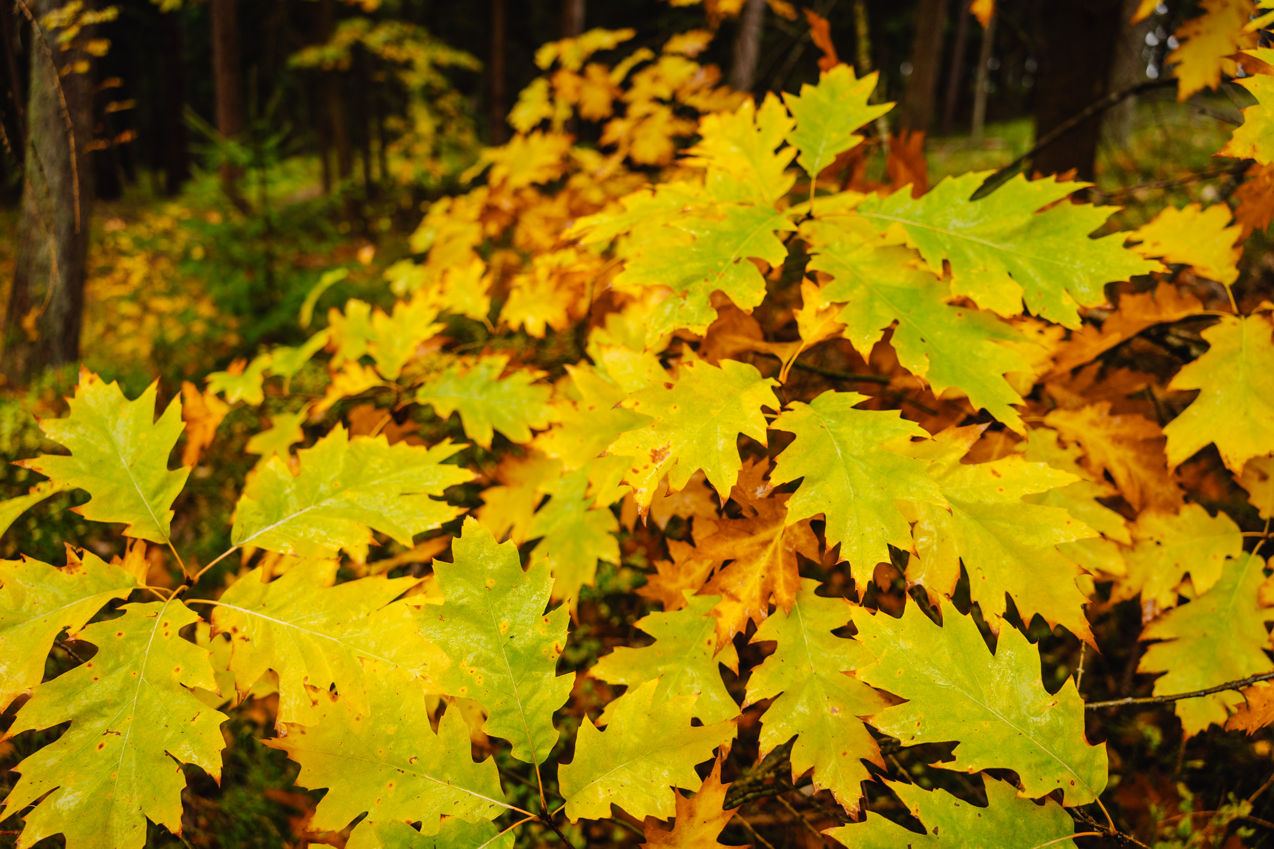 2026-10-24 Blueberry Forest 02731