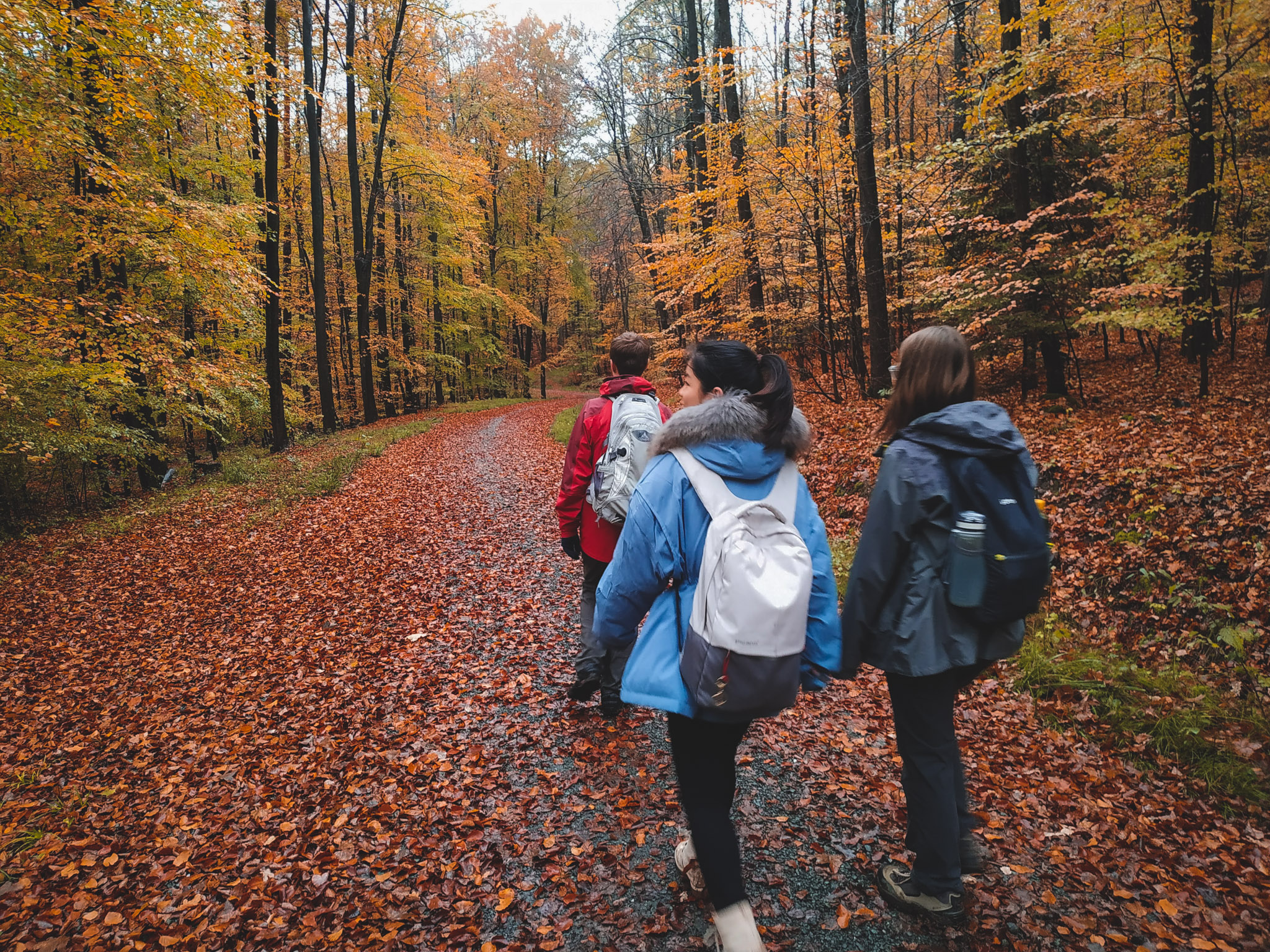 2019-11-02_Autumn_bluberry_forest-100715