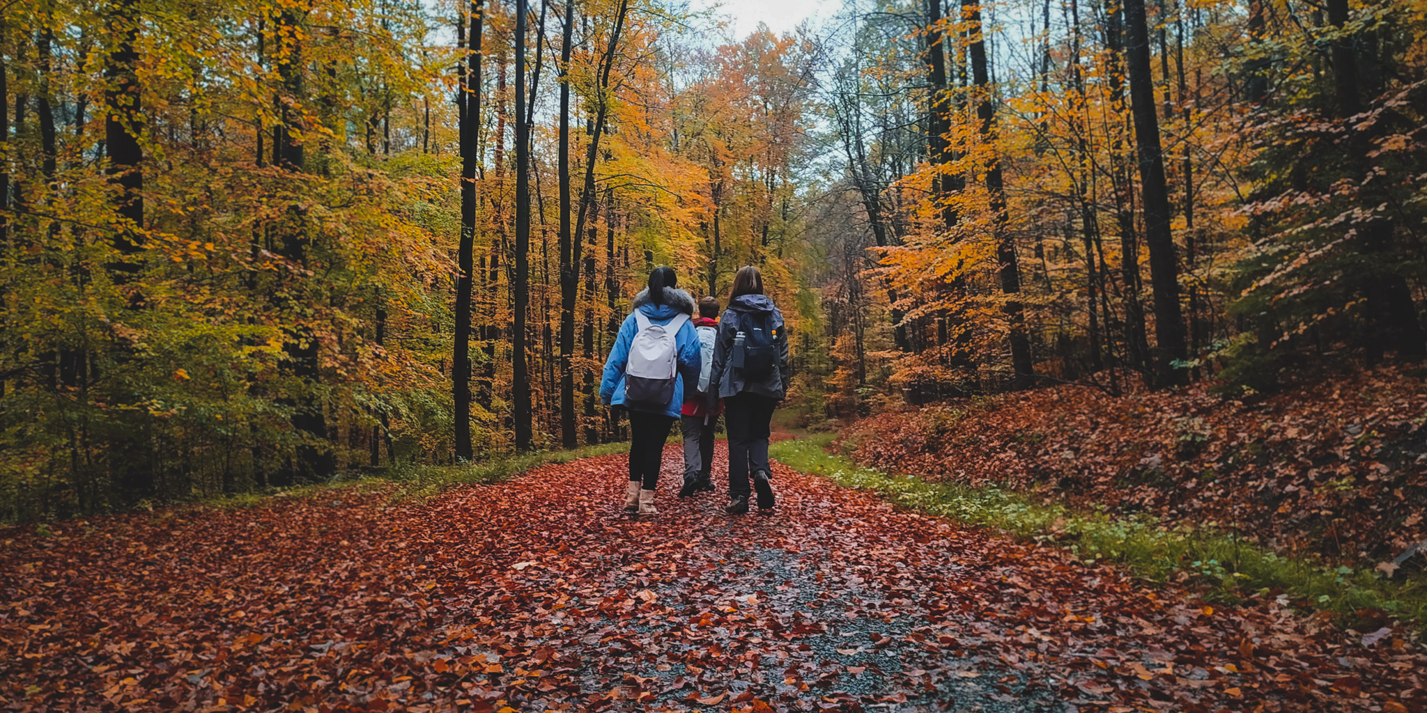 2019-11-02_Autumn_bluberry_forest-100720