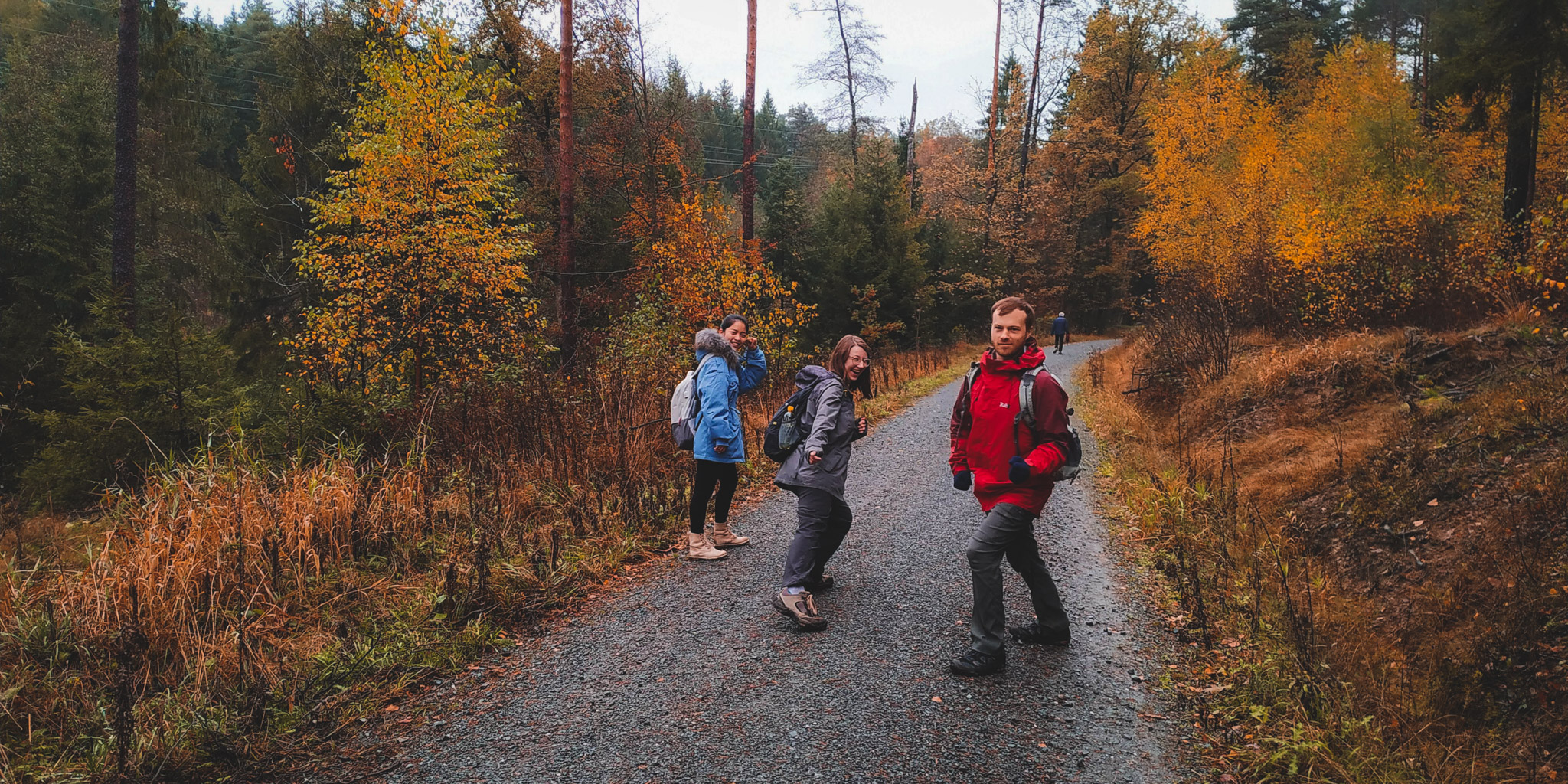 2019-11-02_Autumn_bluberry_forest-103039
