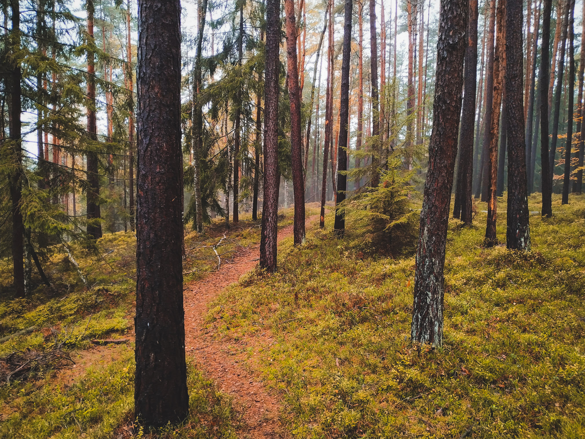 2019-11-02_Autumn_bluberry_forest-104837