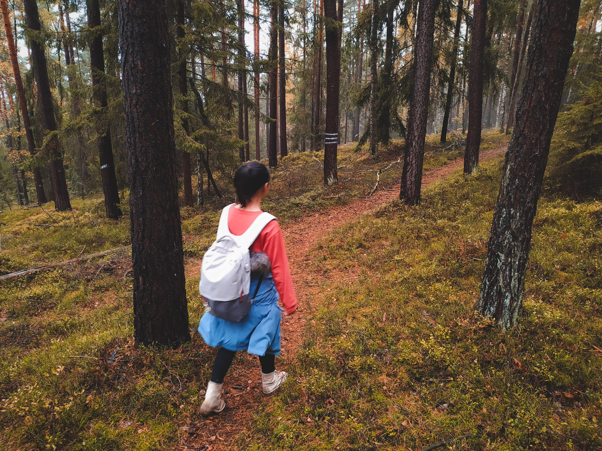 2019-11-02_Autumn_bluberry_forest-104848