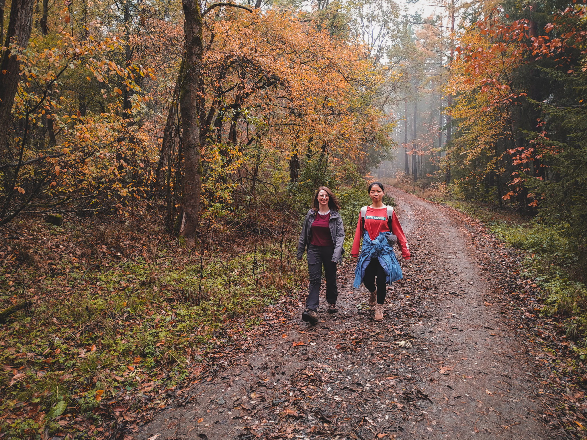 2019-11-02_Autumn_bluberry_forest-105750