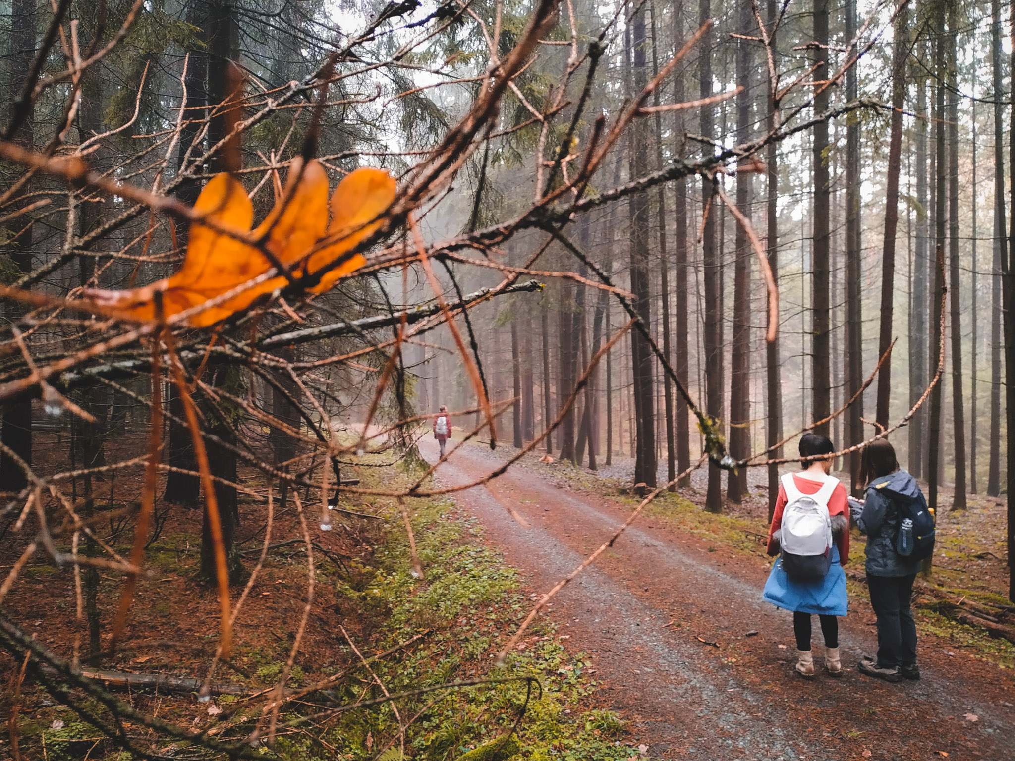2019-11-02_Autumn_bluberry_forest-112530