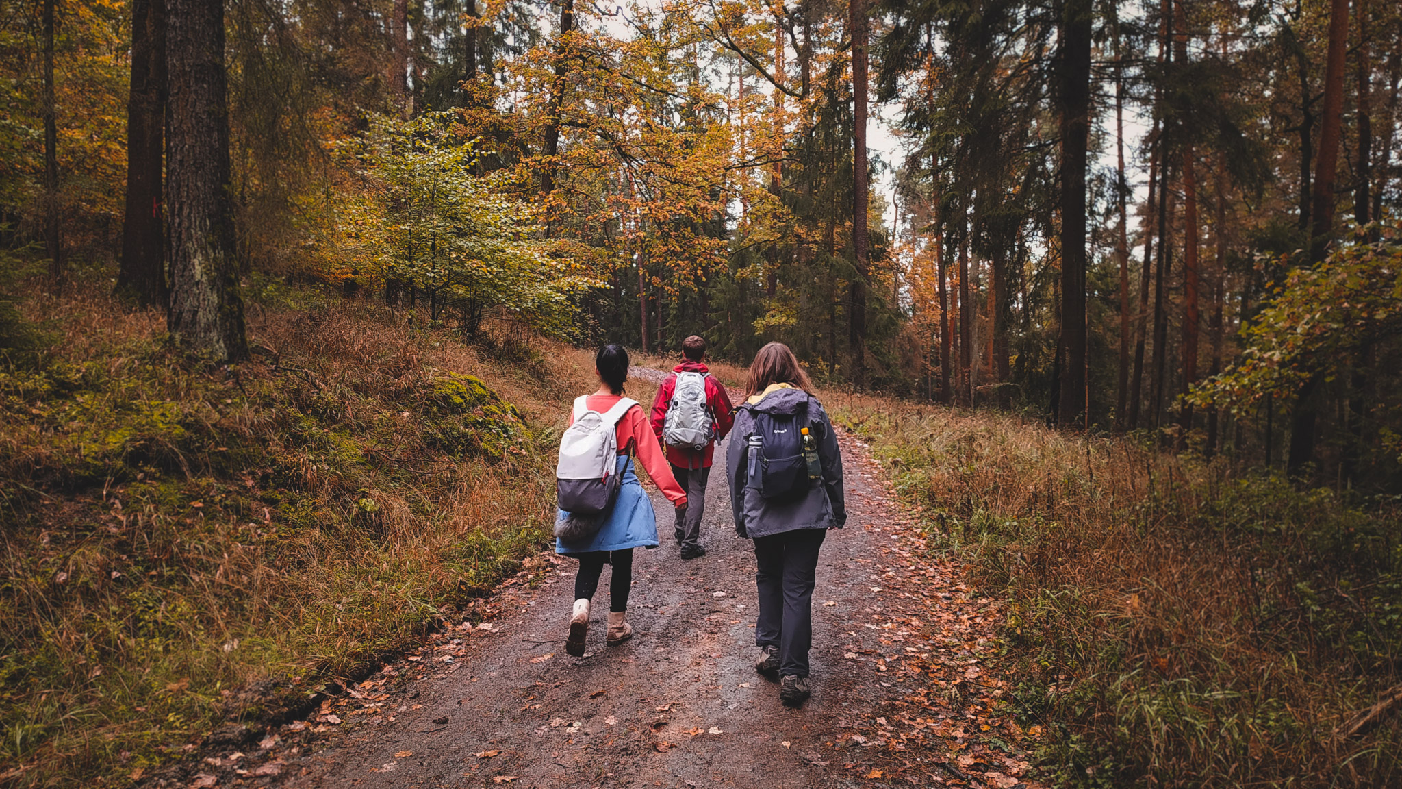 2019-11-02_Autumn_bluberry_forest-115827